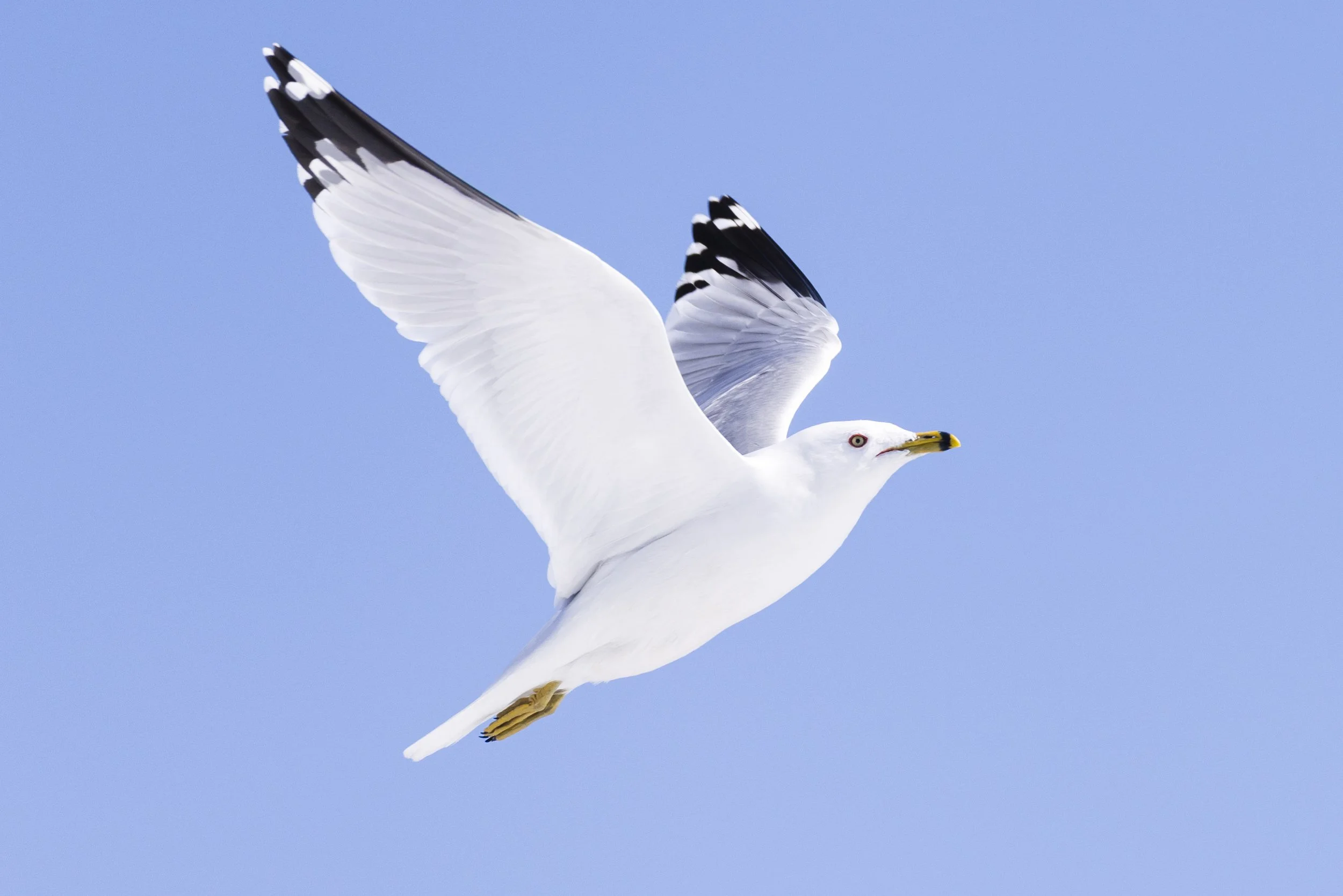 Ring-Billed Gull Peterborough.jpg
