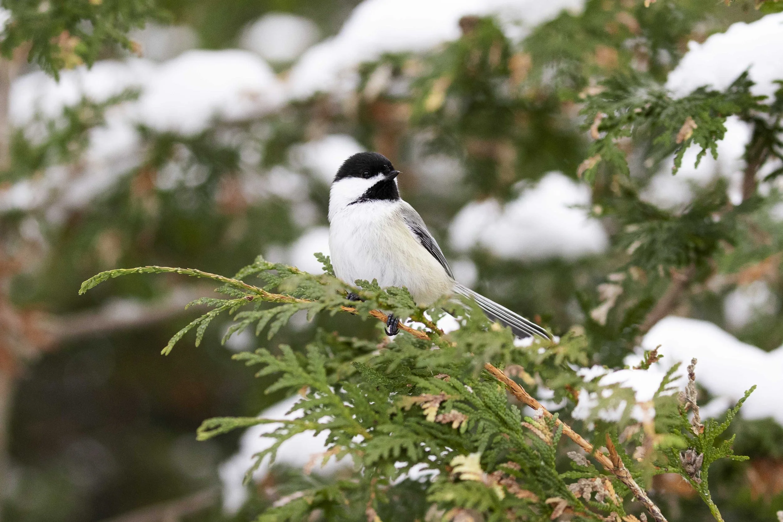 Black-Capped Chickadee Miller Creek Conservation Area.jpg