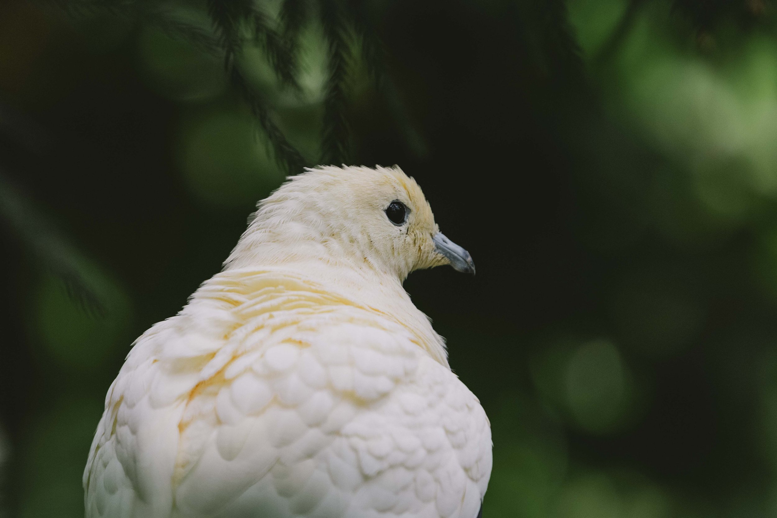 Pied Imperial pigeon Toronto Zoo.jpg