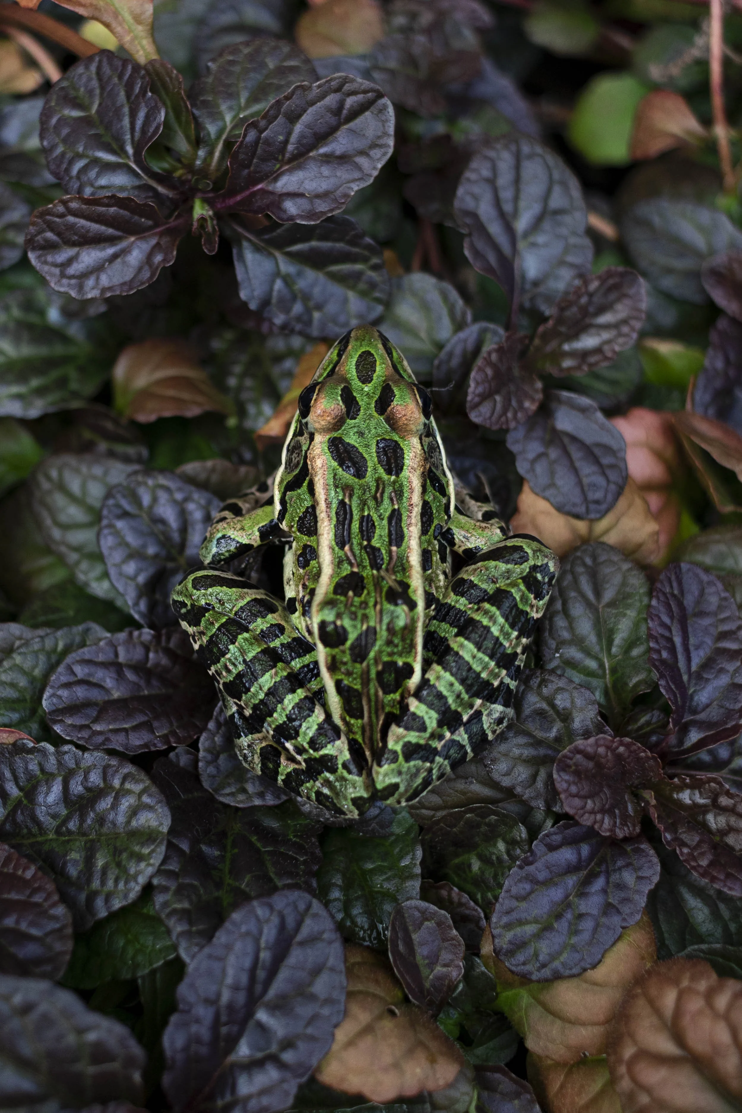 Northern Leopard Frog Otonabee River Peterborough.jpg
