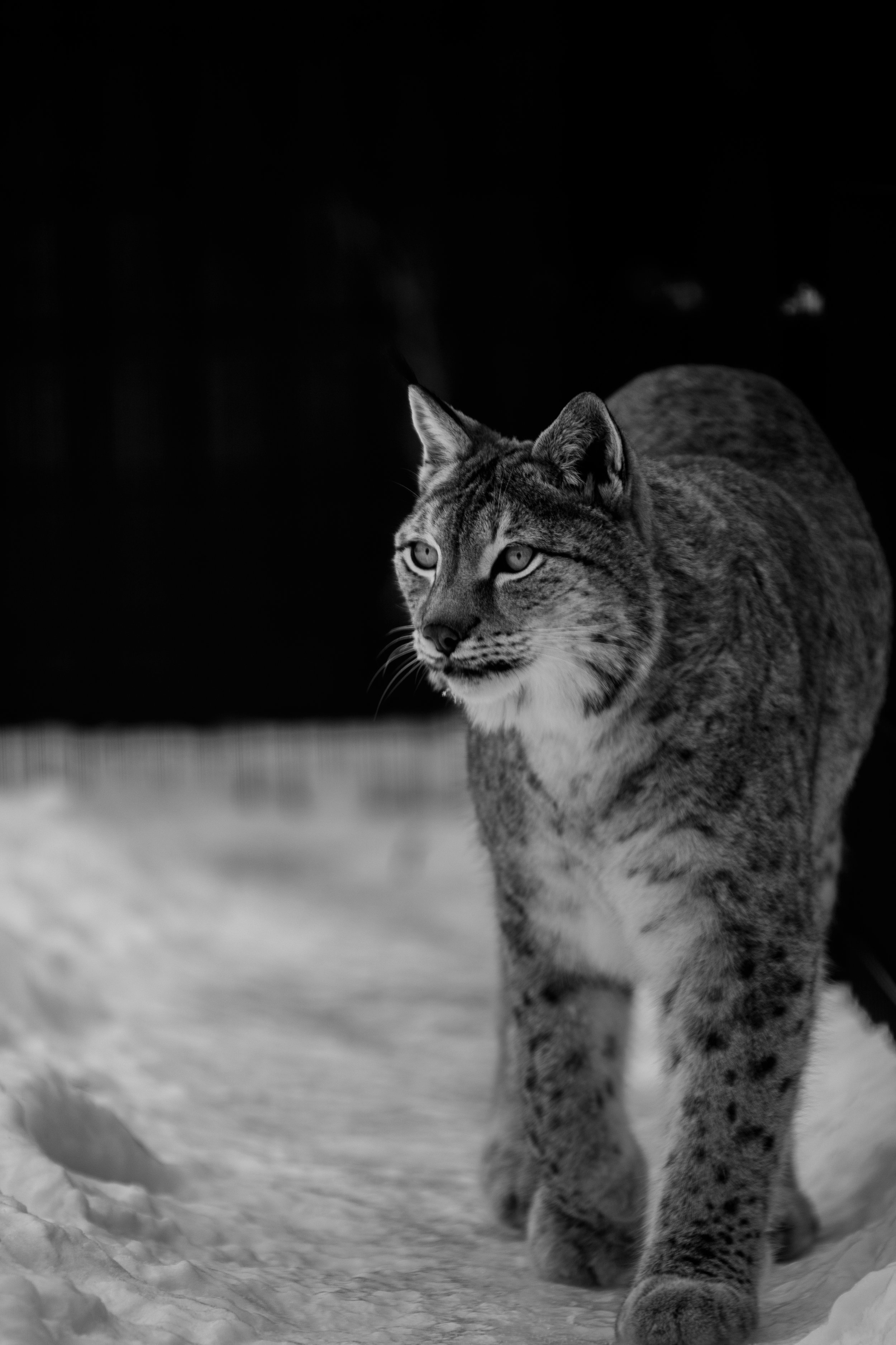 20200128, Riverview Zoo, Peterborough - A Eurasian Lynx walks its enclosure