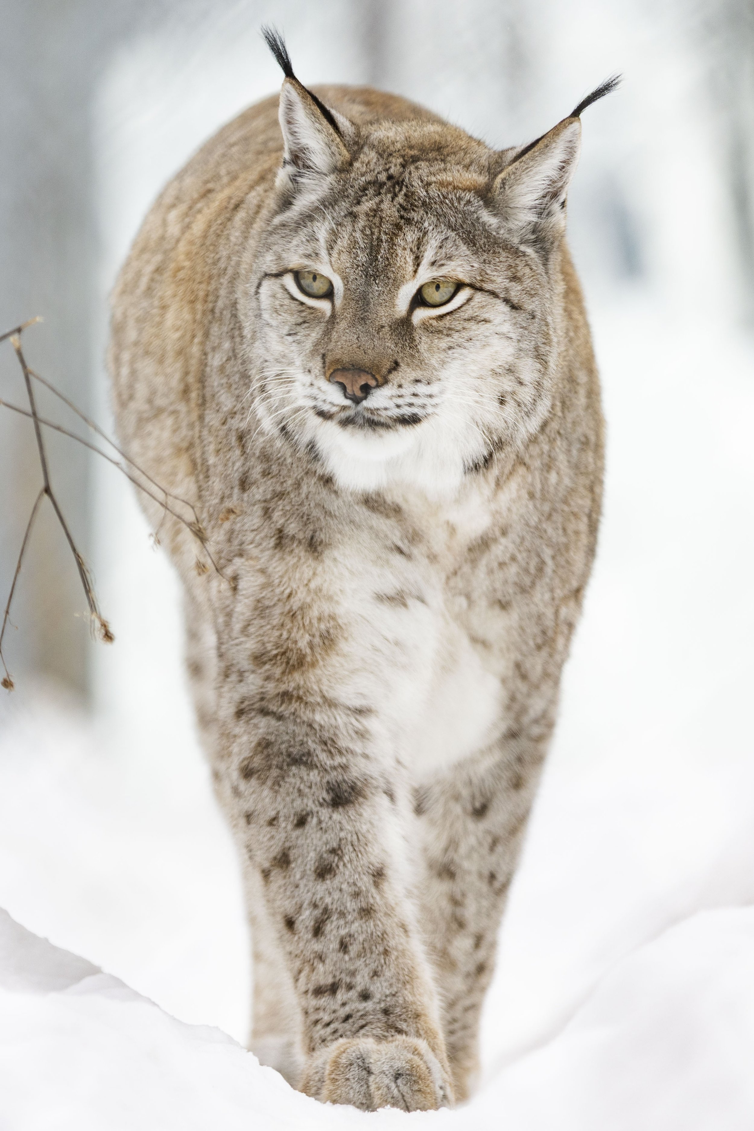 Eurasian Lynx Riverview Park & Zoo.jpg