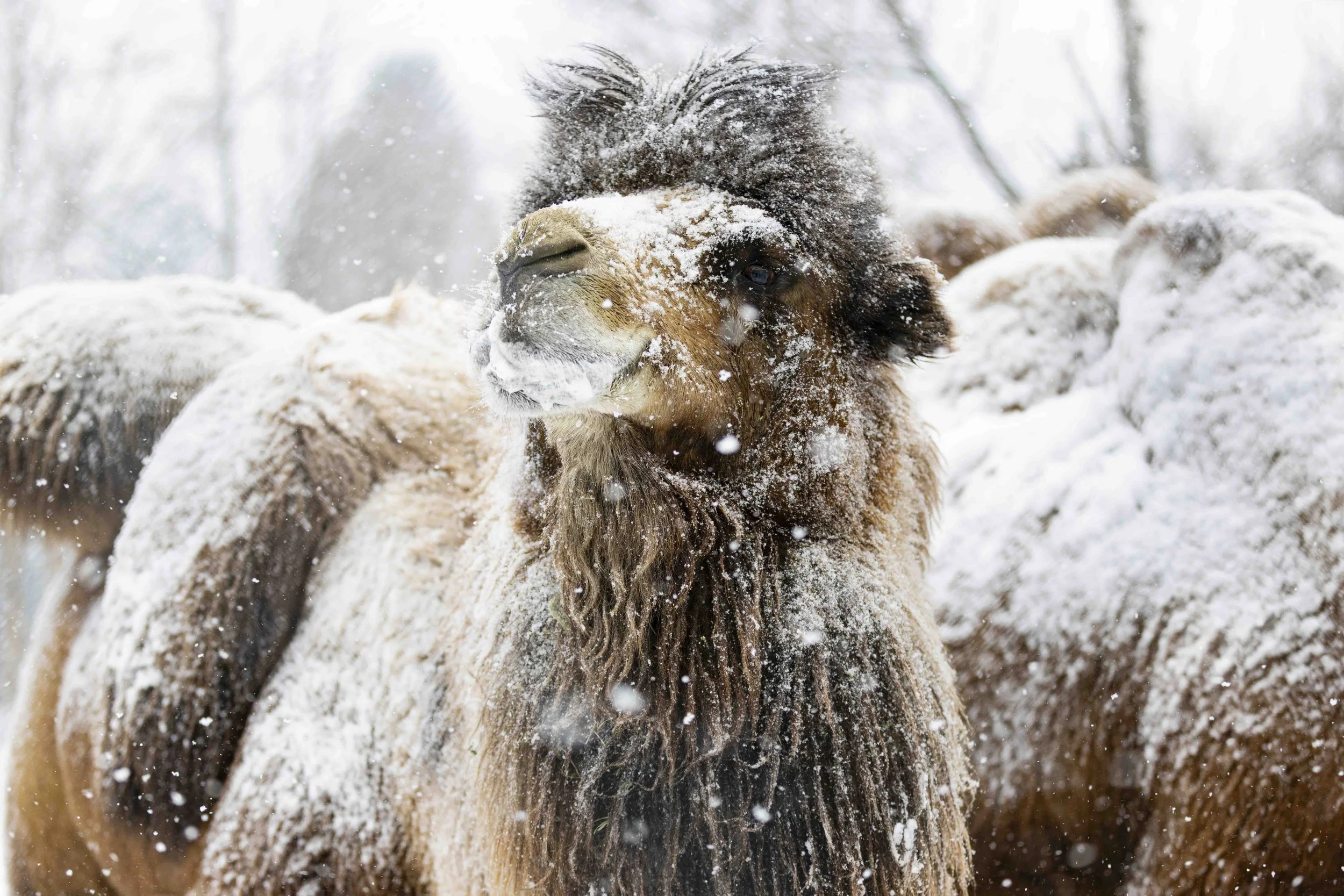 Bactrian Camel Riverview Park & Zoo.jpg