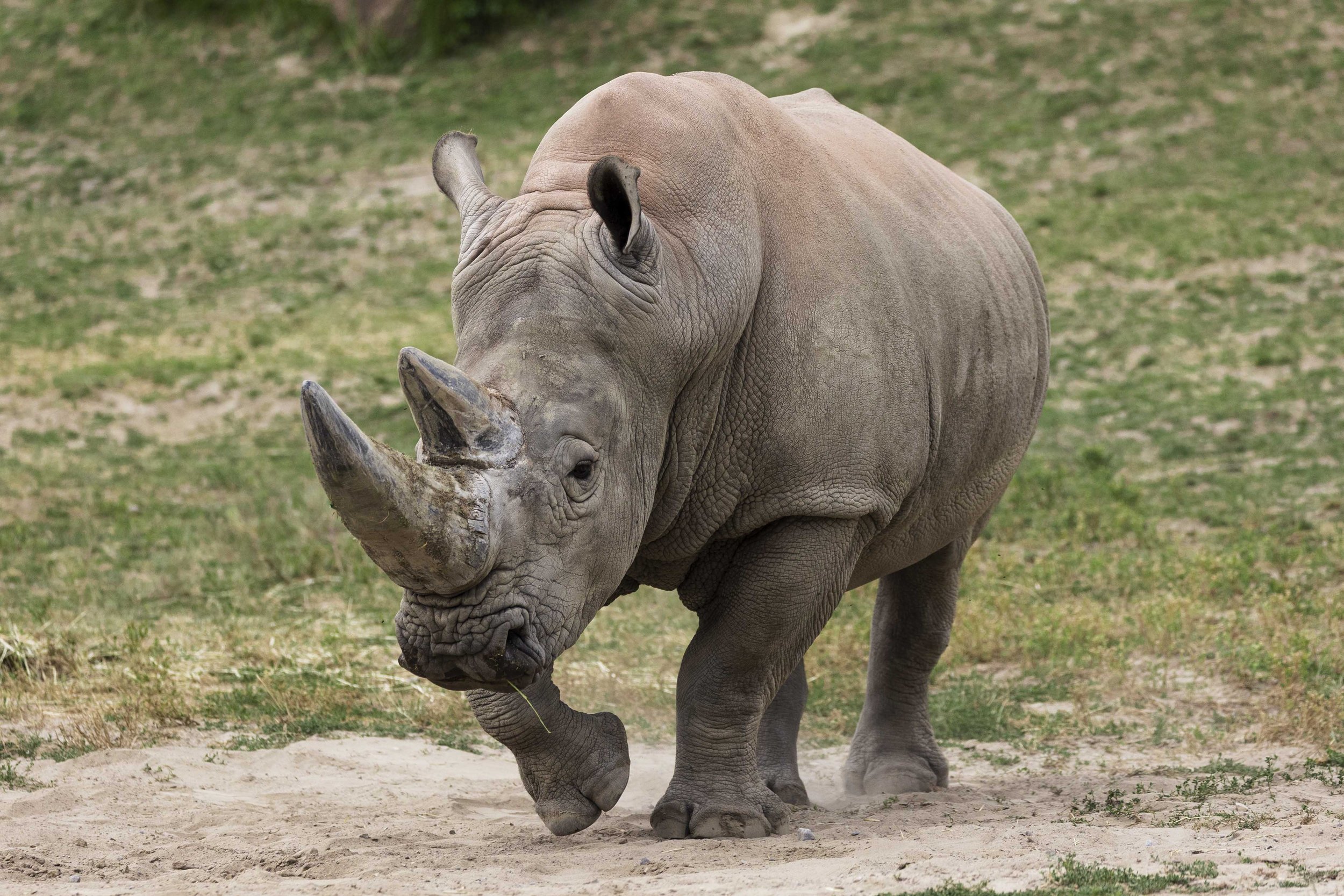 20220704, Toronto Zoo, Toronto - A White Rhino walking it's enclosure