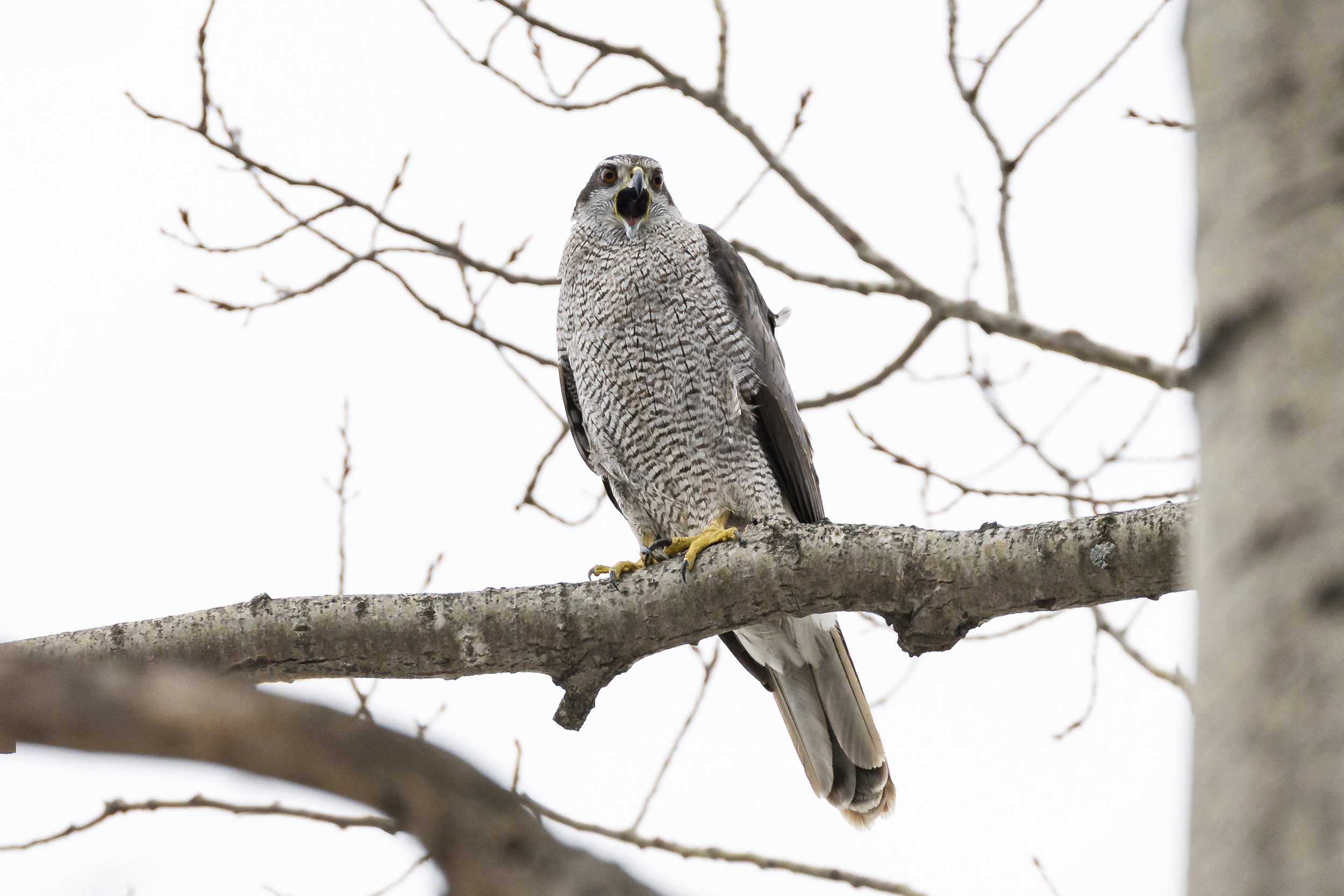 American Goshawk Peterborough.jpg