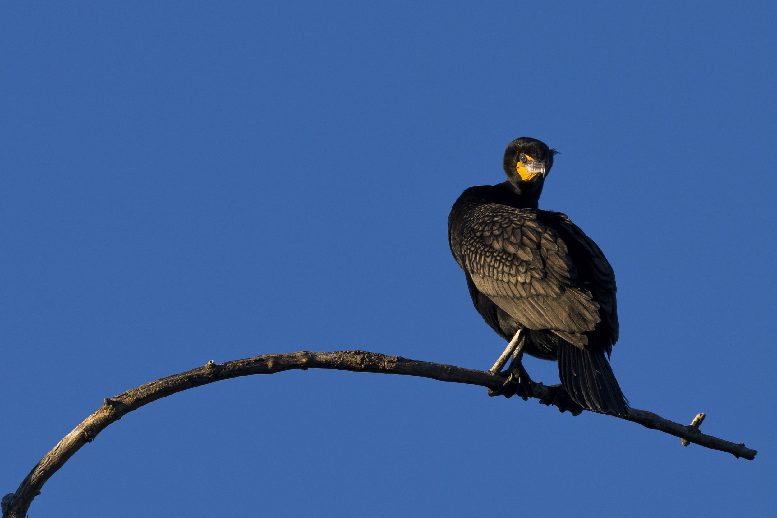 Double-Crested Cormorant Peterborough.jpg
