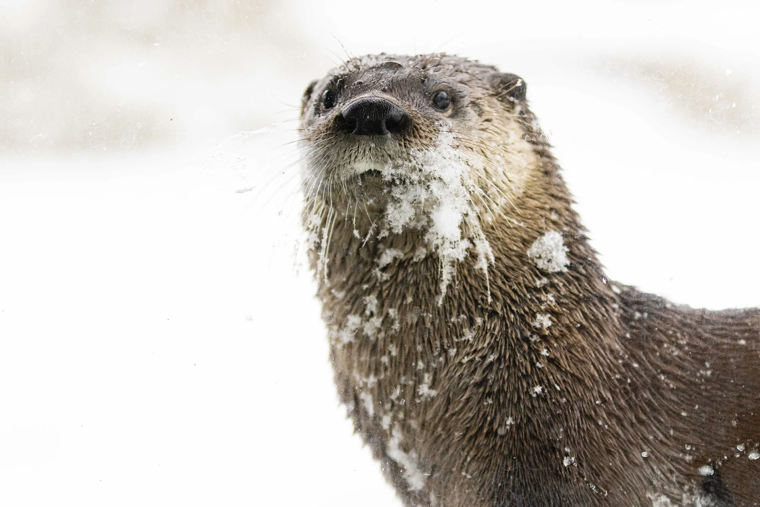 North American River Otter snow Riverview Park & Zoo.jpg