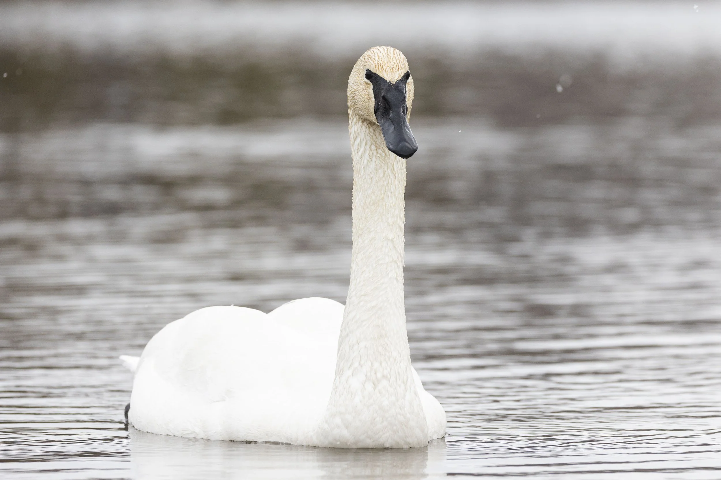 Trumpeter Swan swimming Otonabee River.jpg
