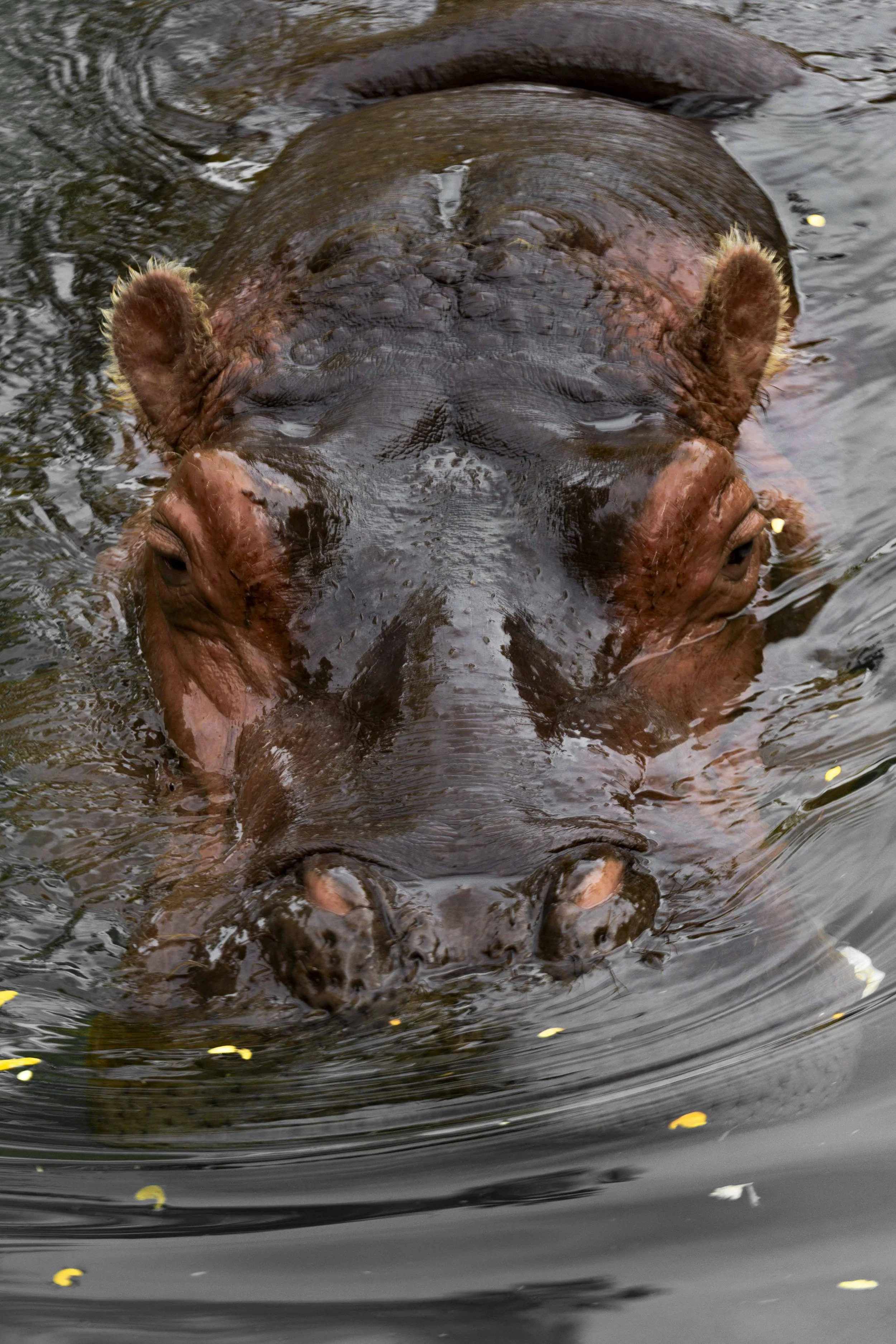 20200929, Toronto Zoo, Toronto - A River Hippopotamus floating in the water