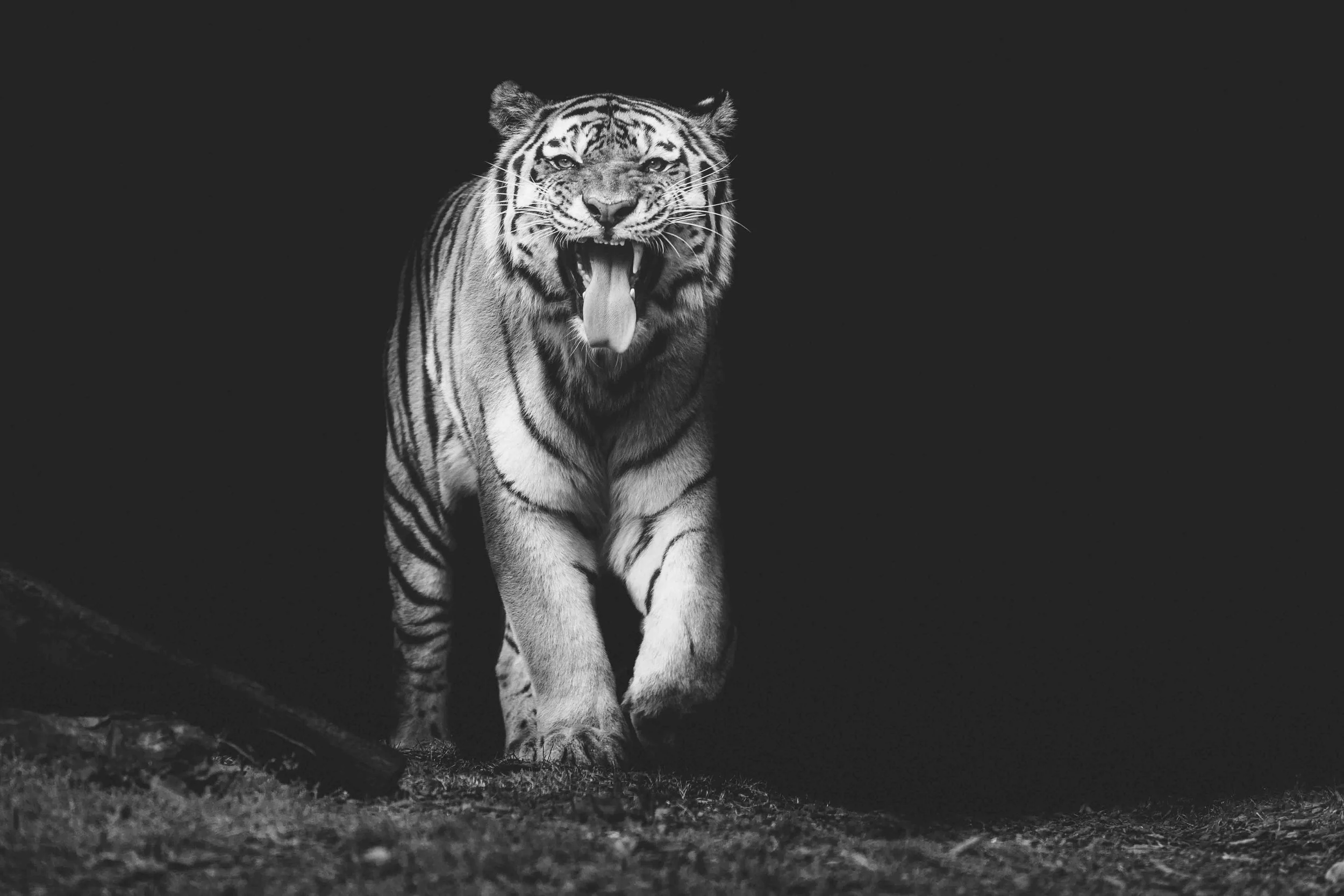 Amur Tiger Toronto Zoo.jpg
