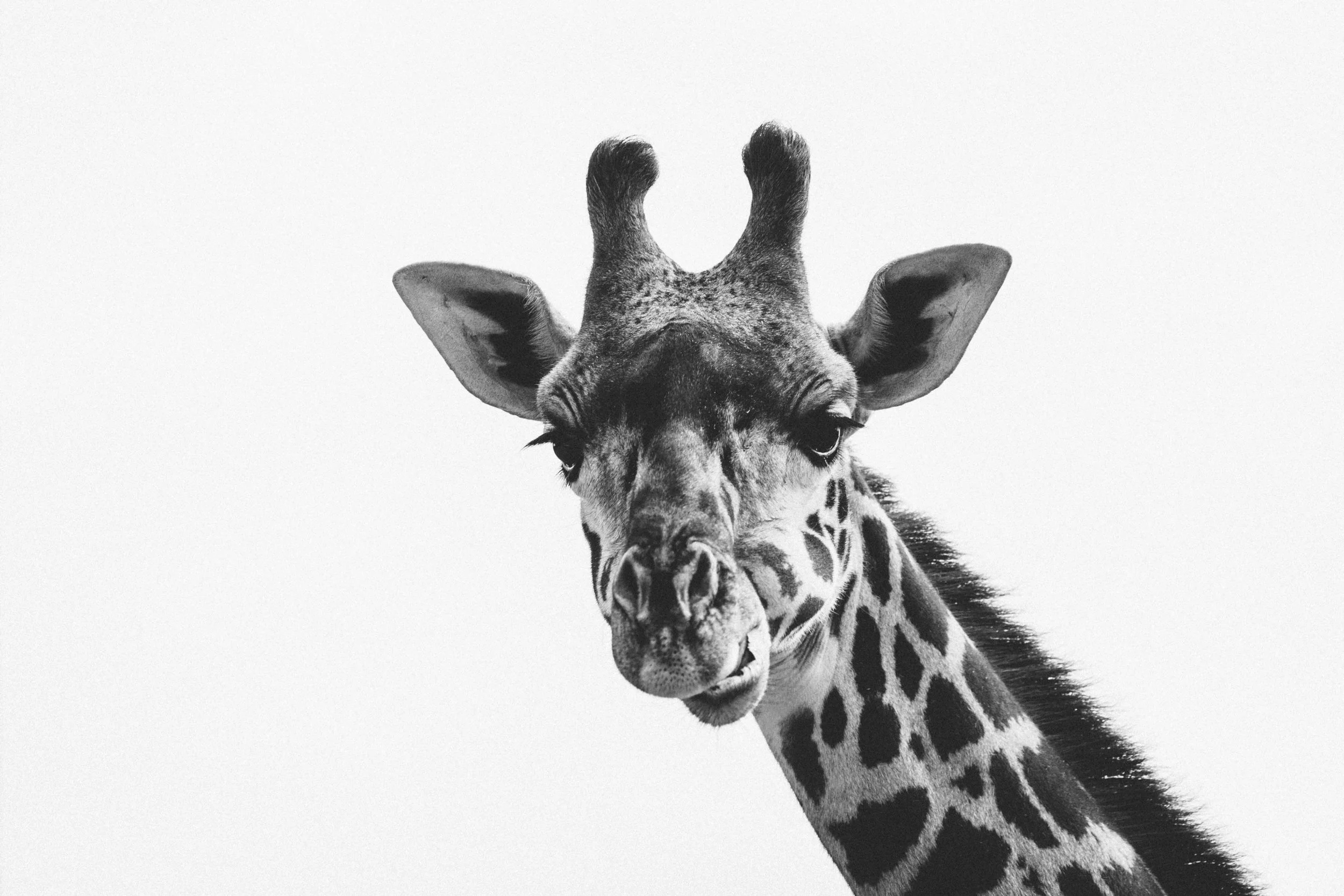 20230924, Toronto Zoo, Toronto - A Masai Giraffe chewing it's cud
