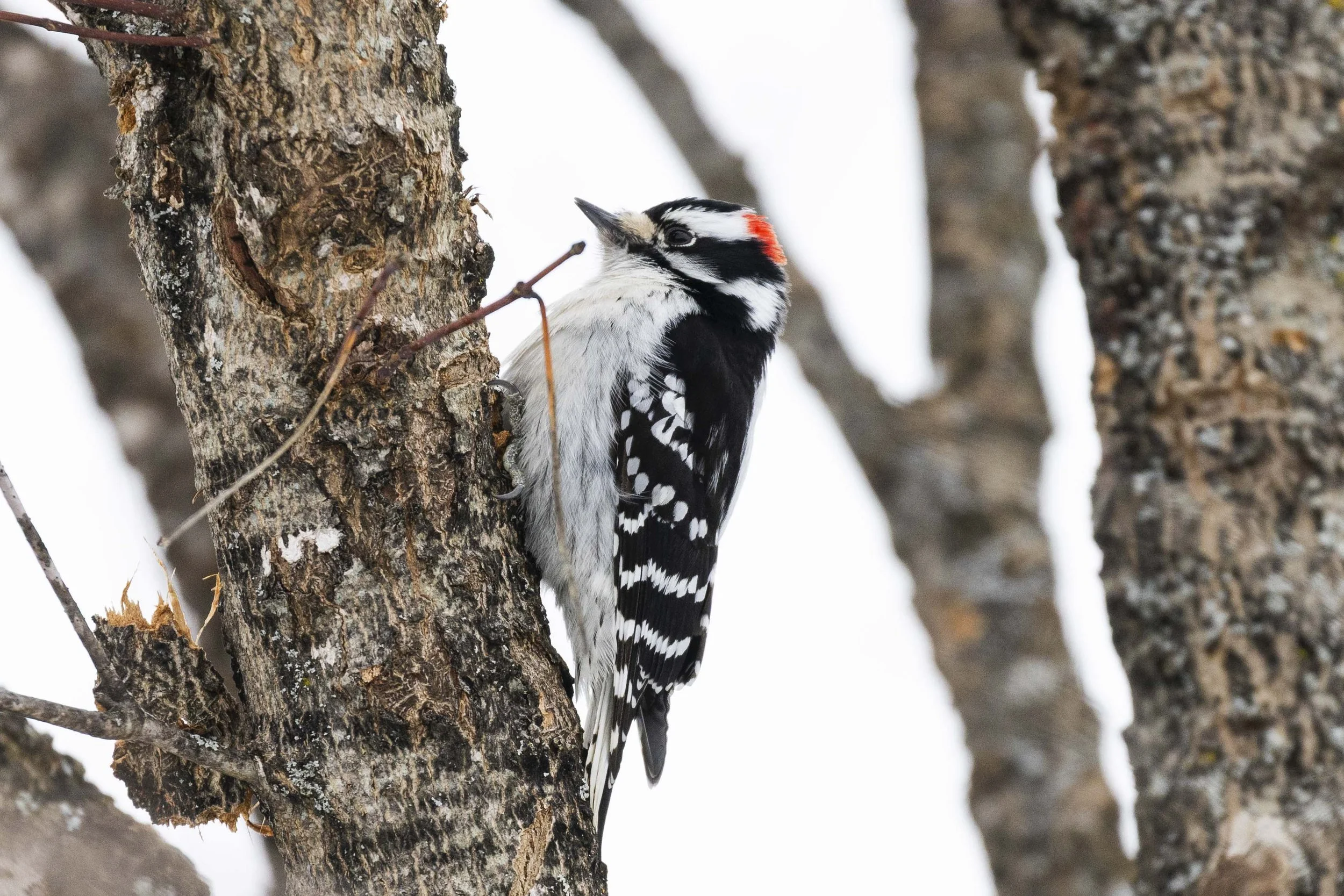 Downy Woodpekcer Cap Kawartha.jpg