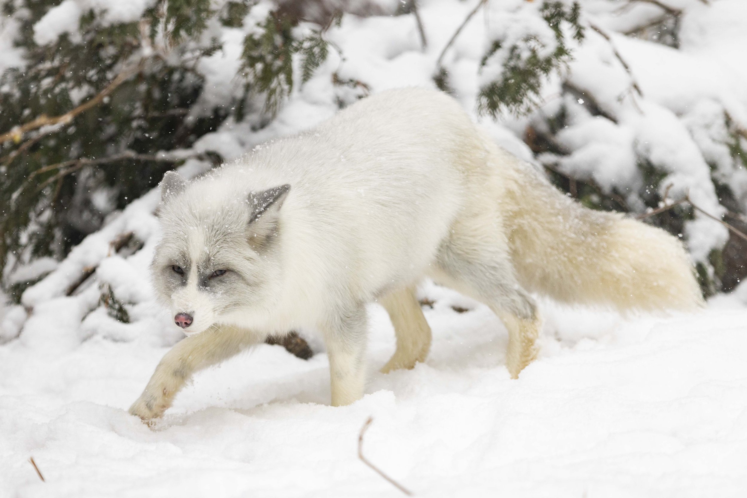 Silver Red Fox Riverview Park & Zoo.jpg