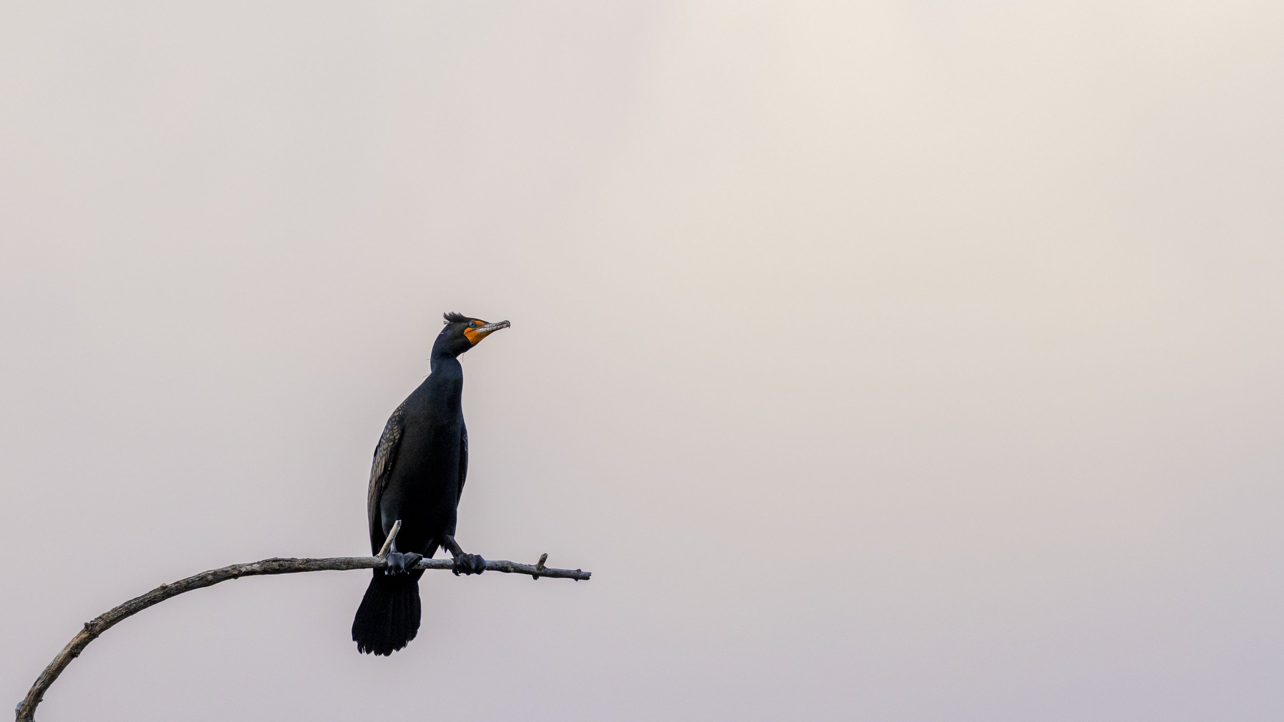Double-Crested Cormorant .jpg