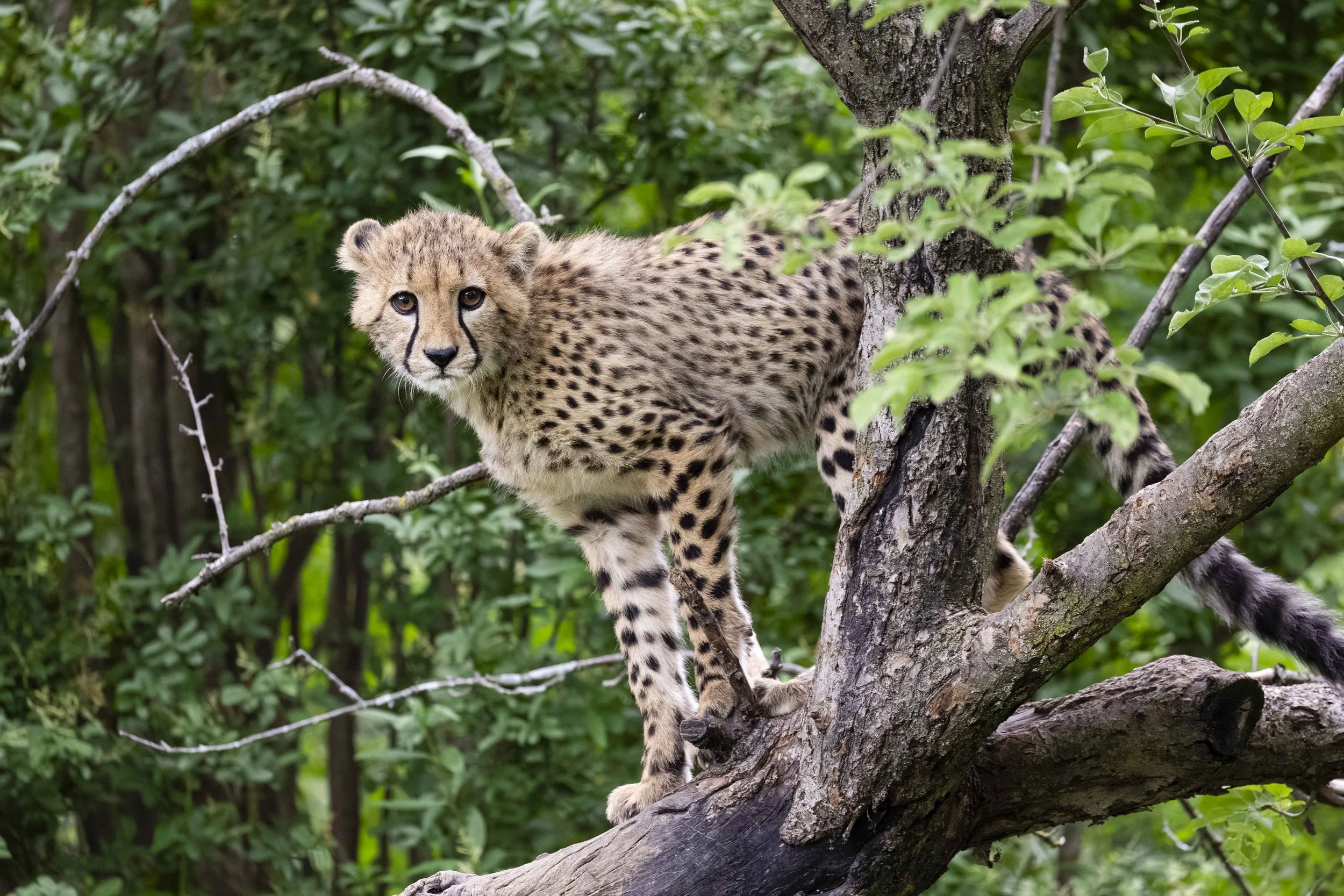 Cheetah cub Toronto Zoo.jpg