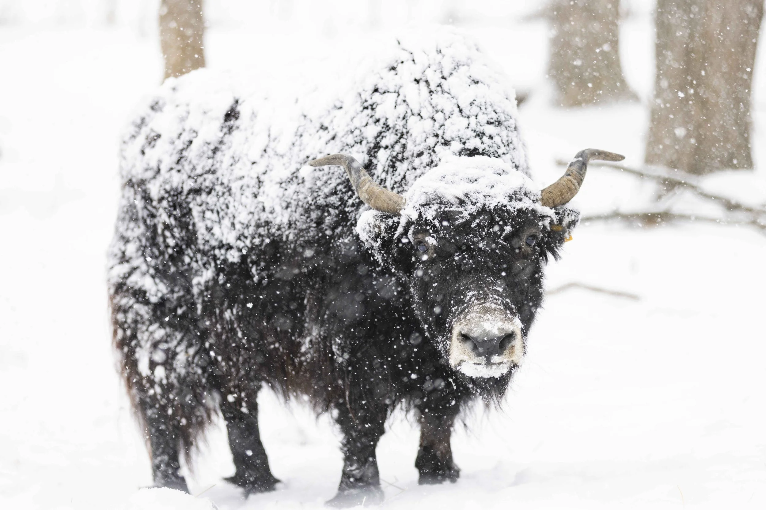 Himalayan Yak snow Riverview Park & Zoo.jpg