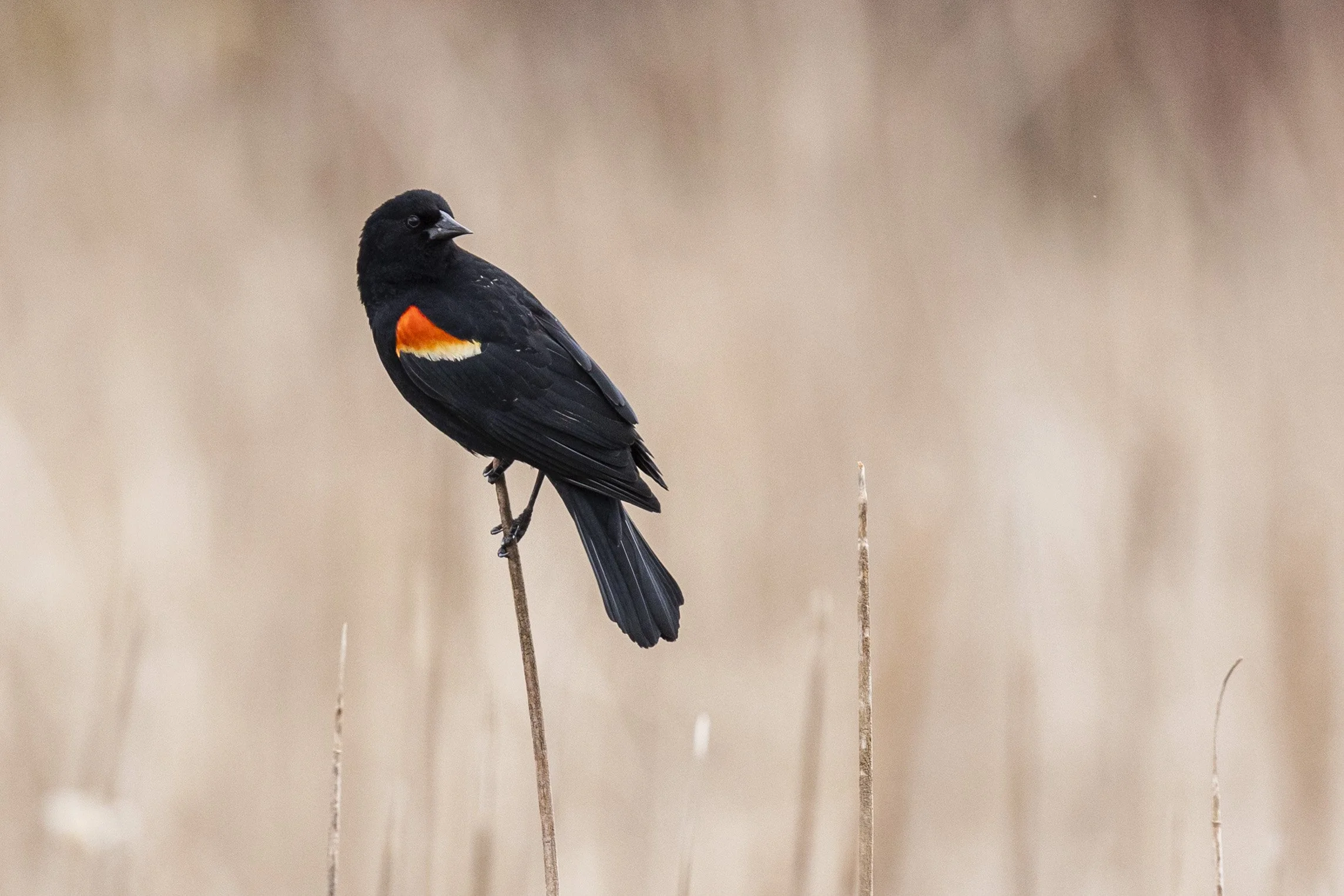 Red-winged Blackbird Otonabee River.jpg