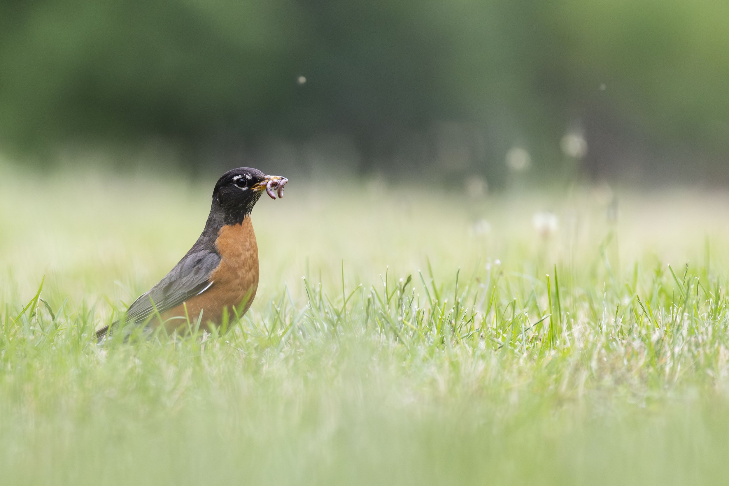 American Robin Peterborough.jpg