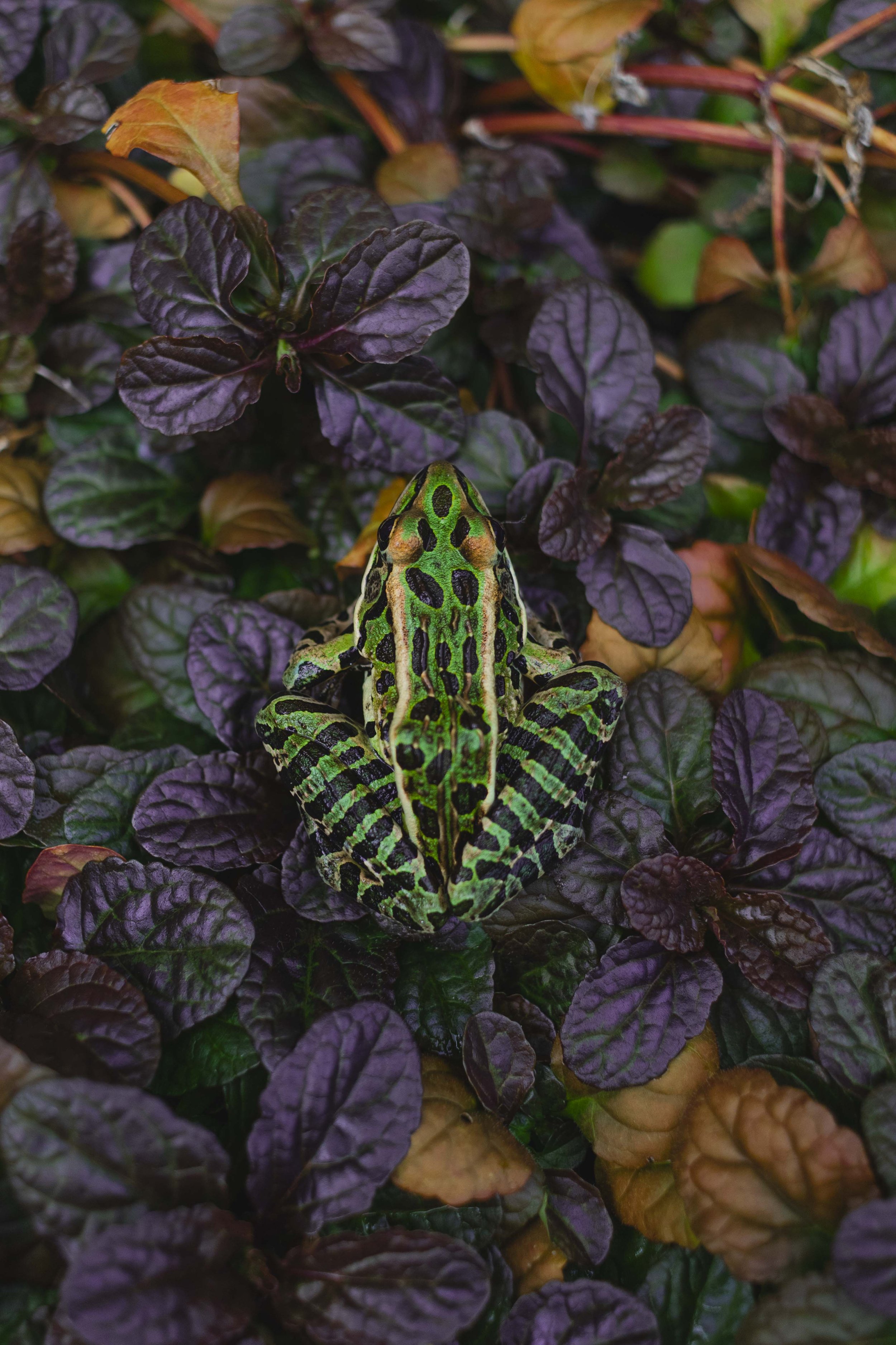 20200902, Otonabee River, Peterborough - A Northern Leopard Frog sits on a bed of leaves