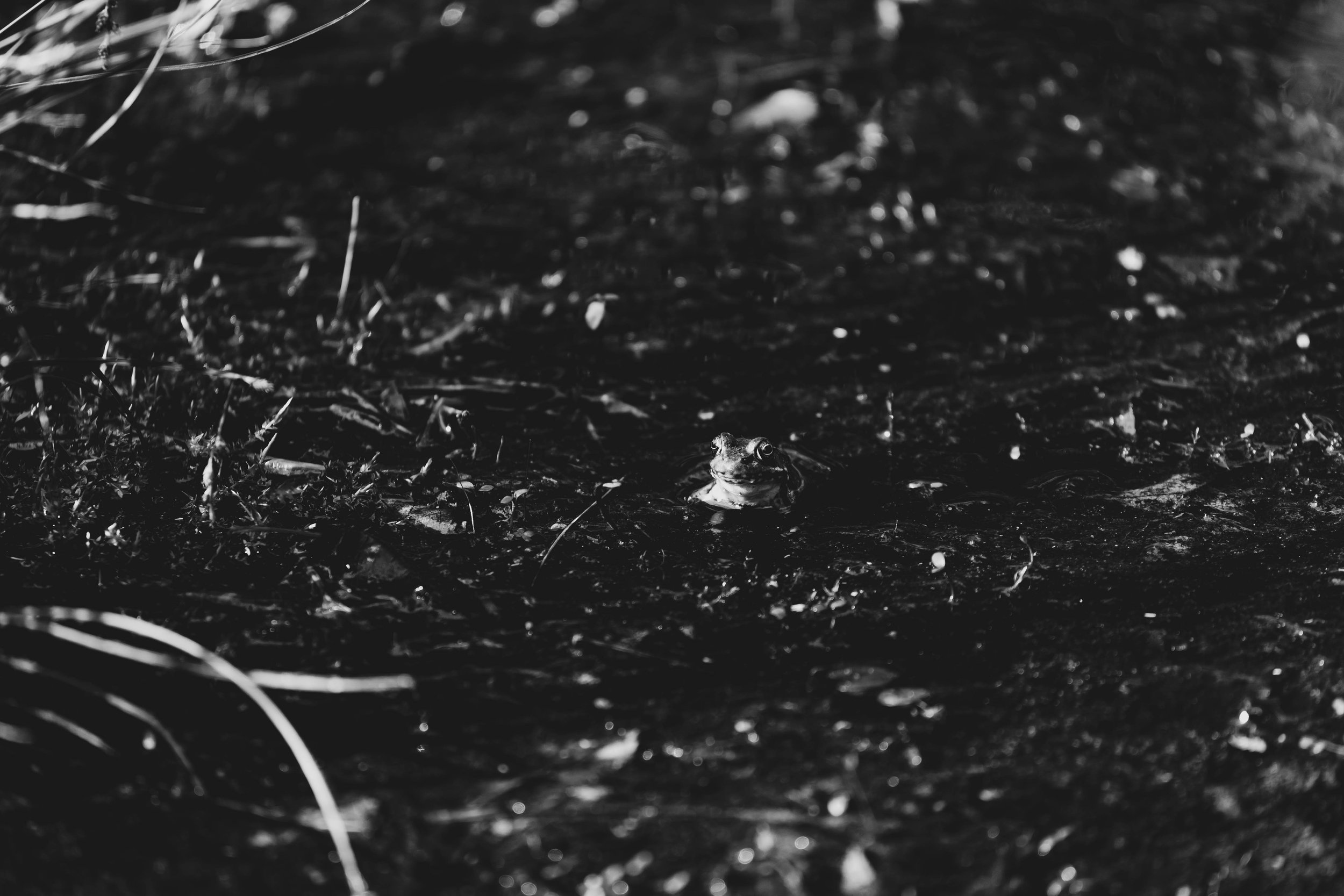 20240516, Murphy's Point Provincial Park, Perth - A Northern Leopard Frog sits at the edge of a boggy pond