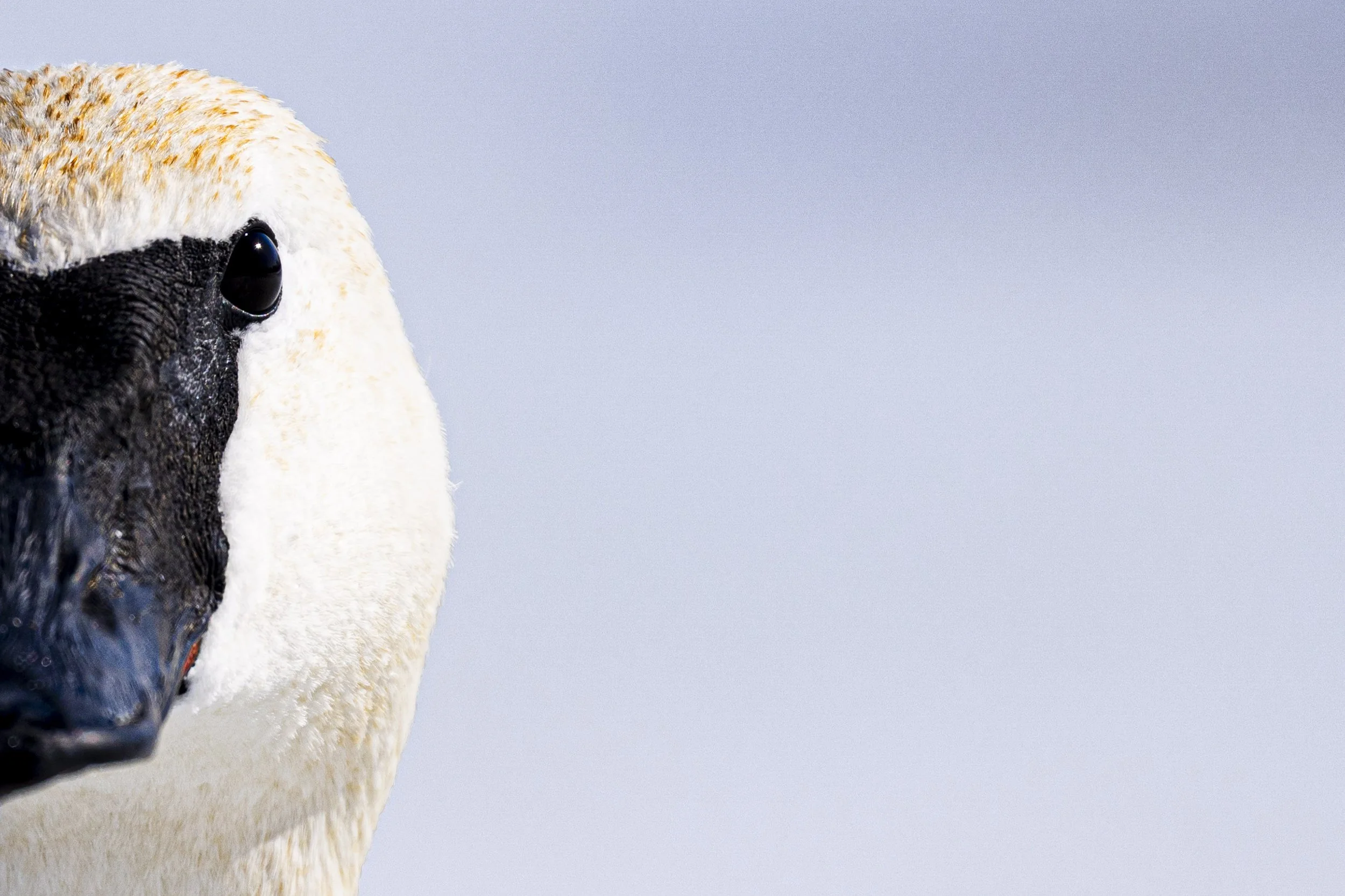 Trumpeter Swam Peterborough.jpg
