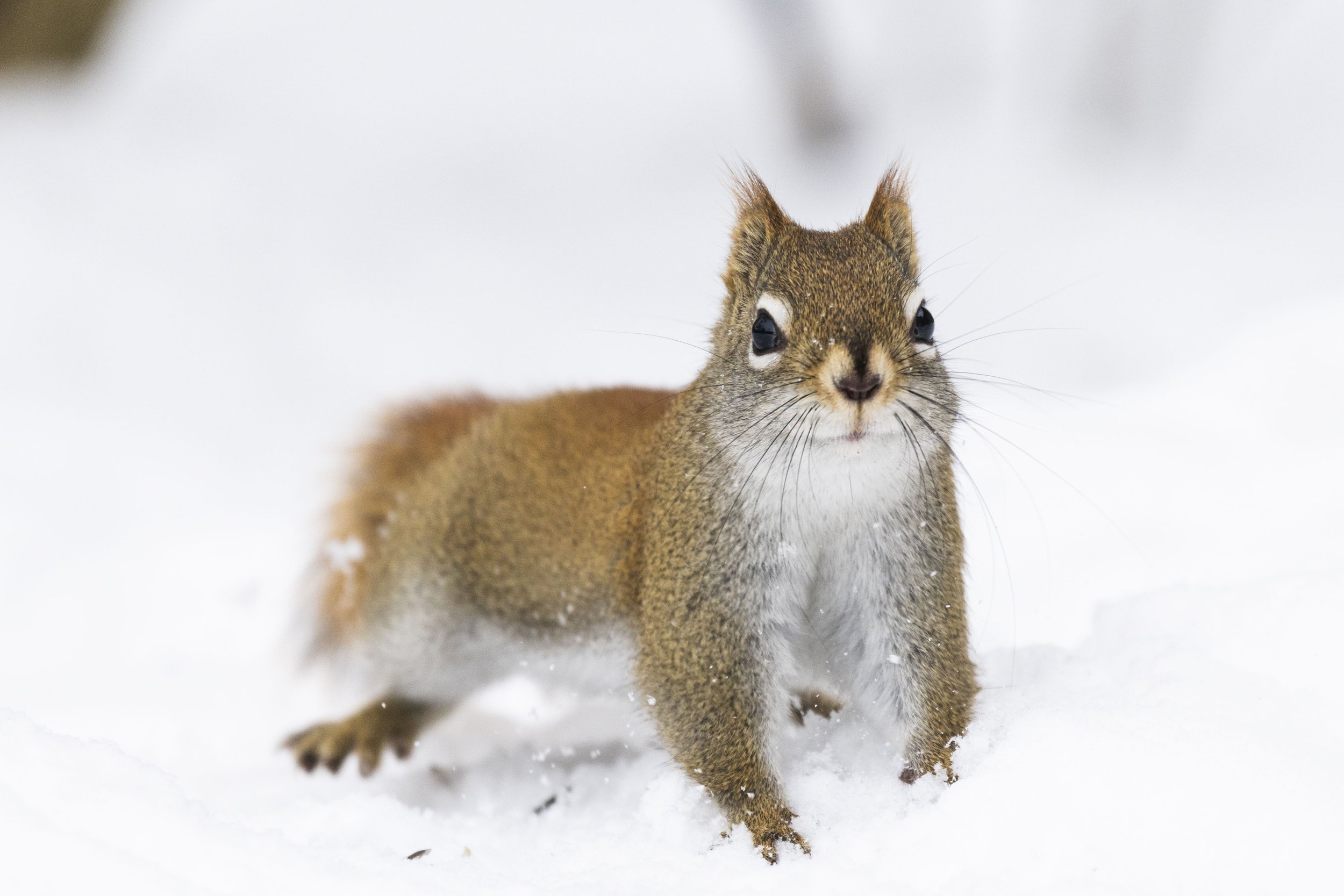 American Red Squriel Camp Kawartha.jpg