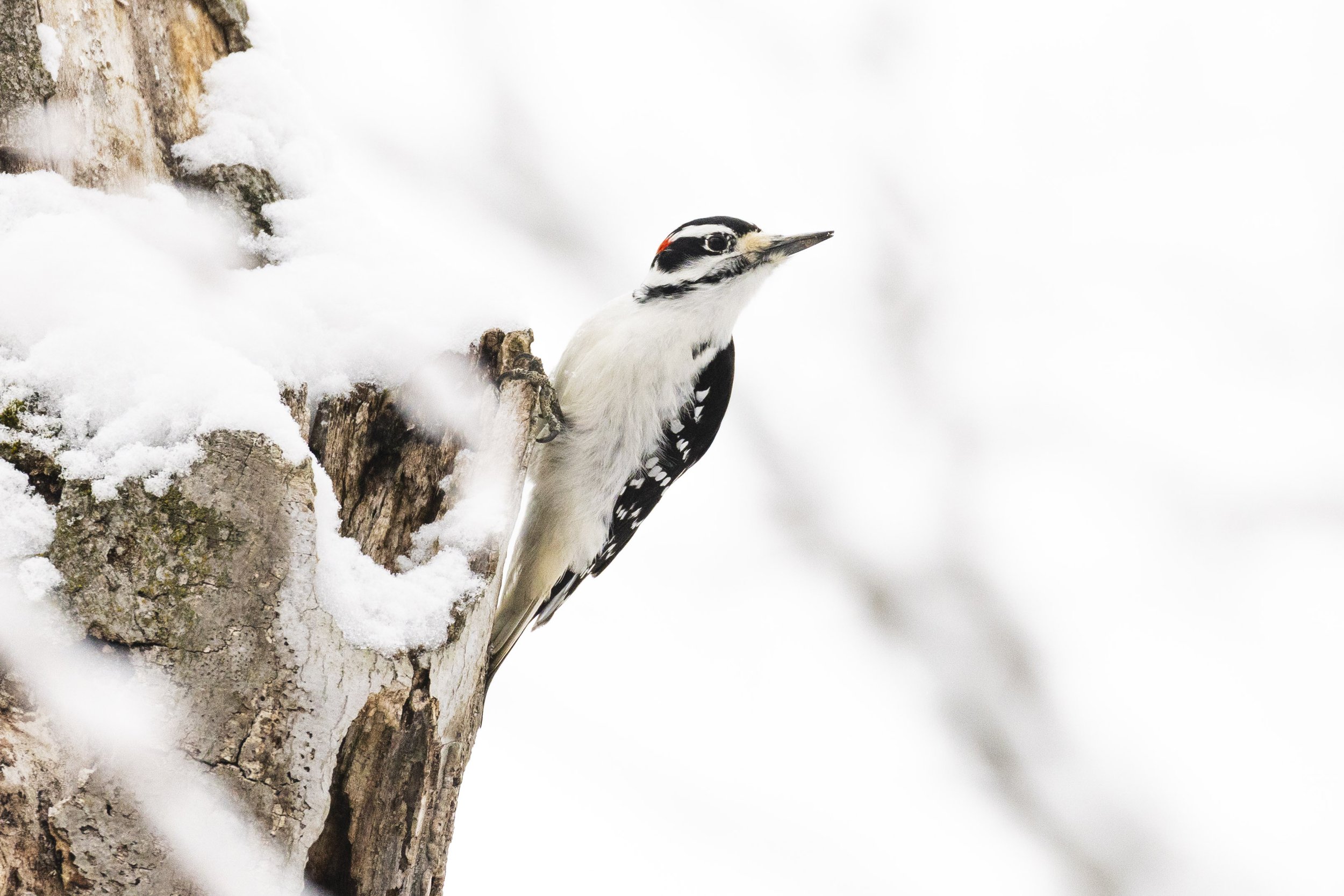 Hairy Woodpecker Peterborough.jpg