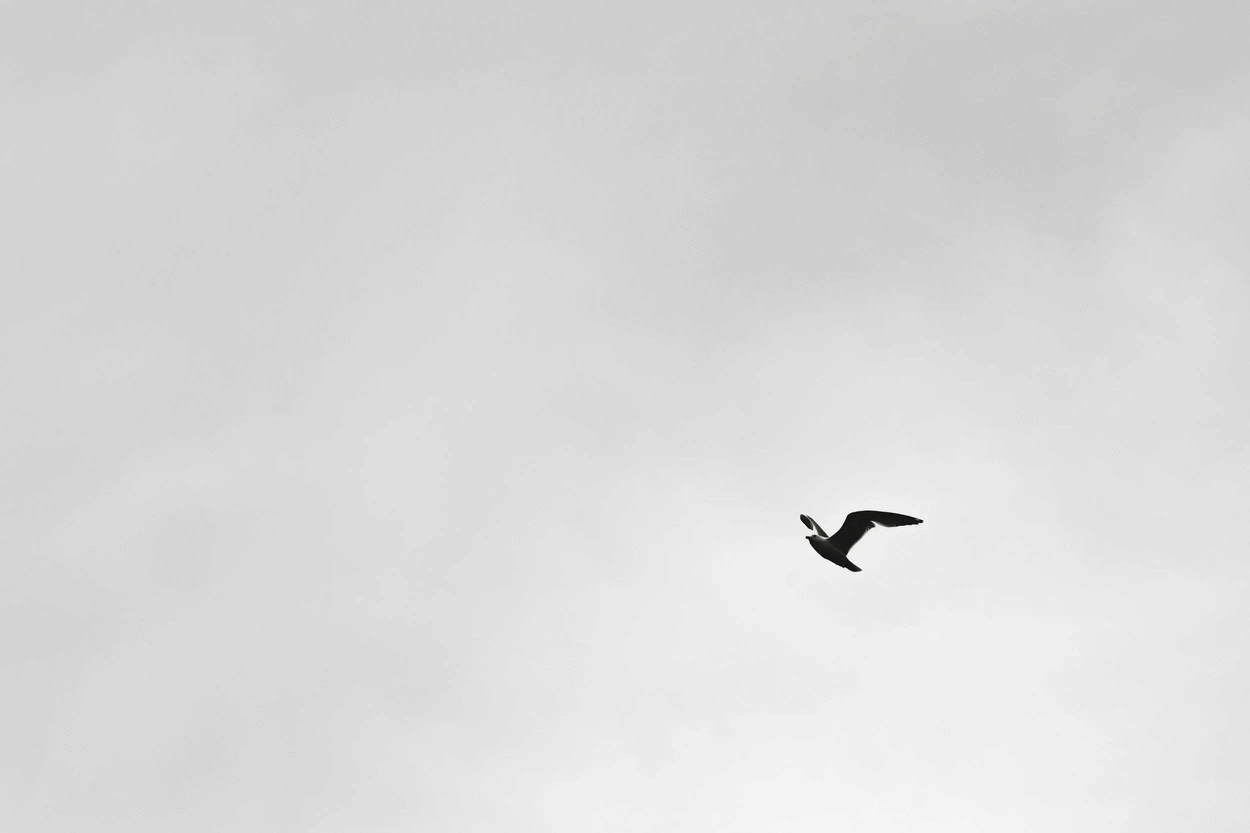 Gull flying Shadow Lake.jpg