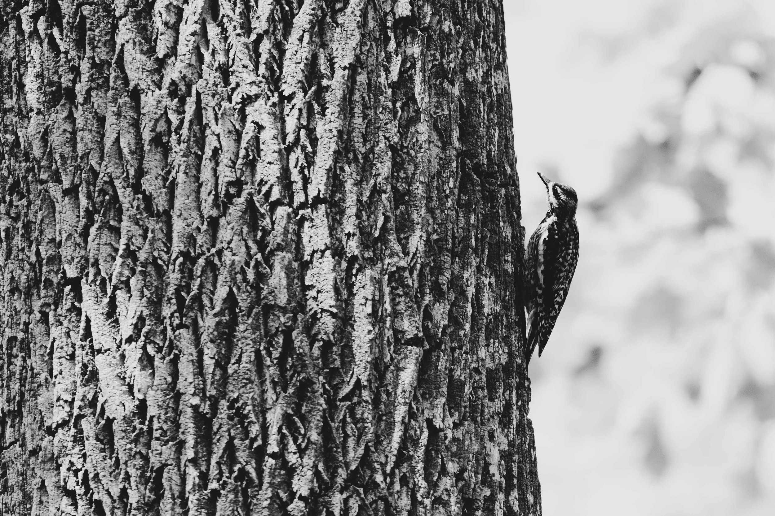 20240515, Murphy's Point Provincial Park, Perth - A Yellow-Bellied Sapsucker girdles a tree