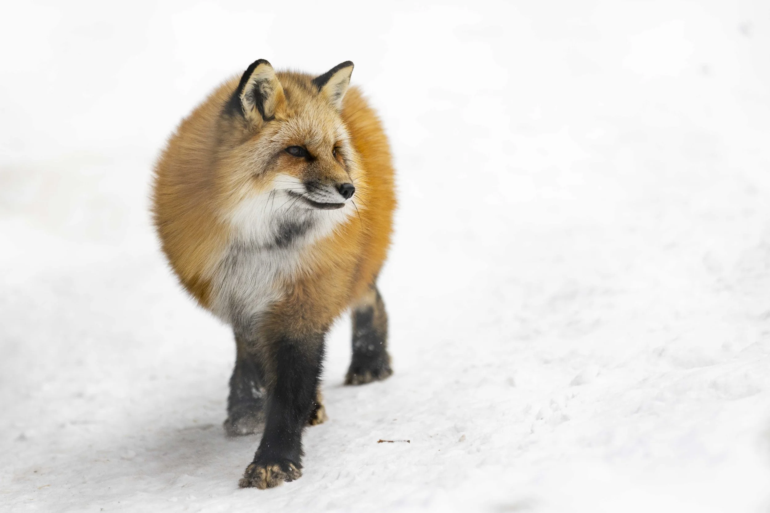 Red Fox Riverview Park & Zoo.jpg