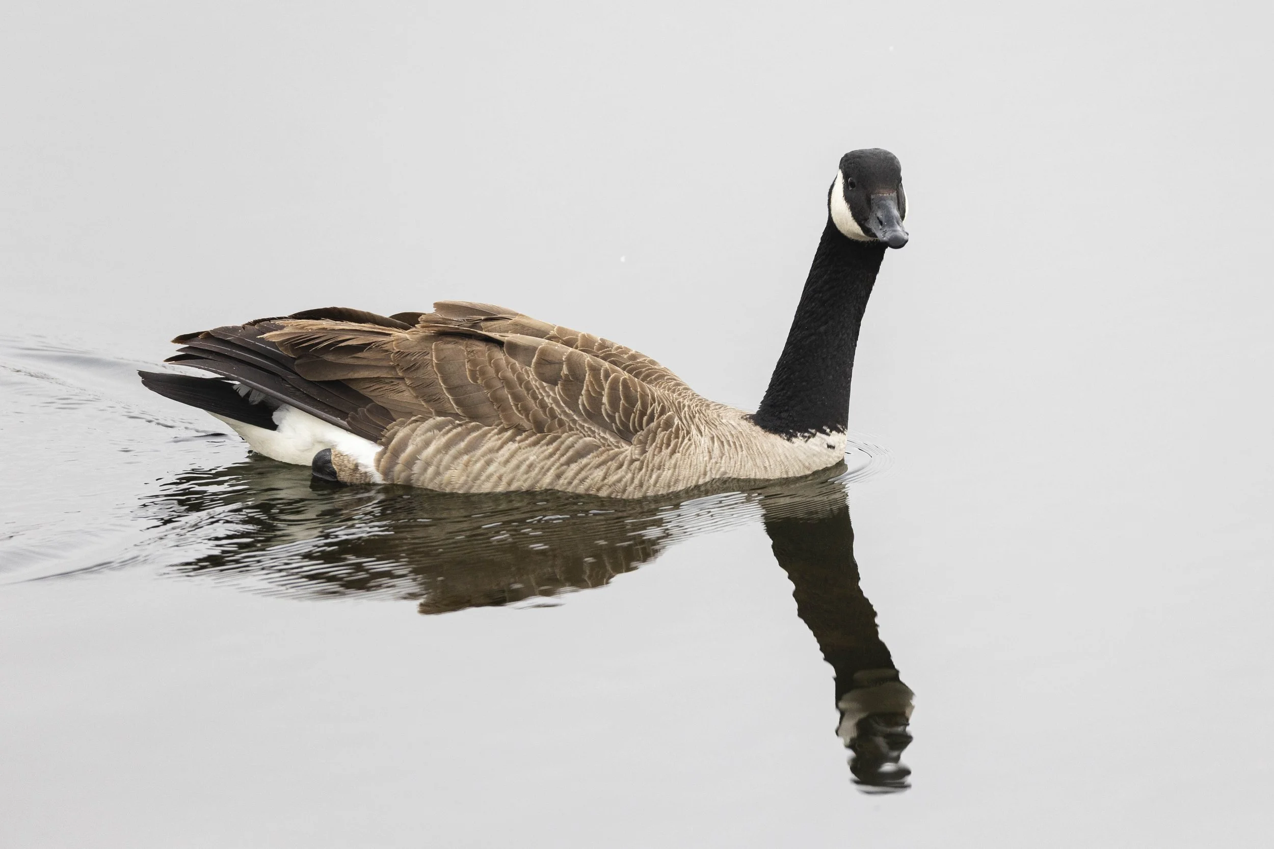 Canadian Goose swims Otonabee River.jpg