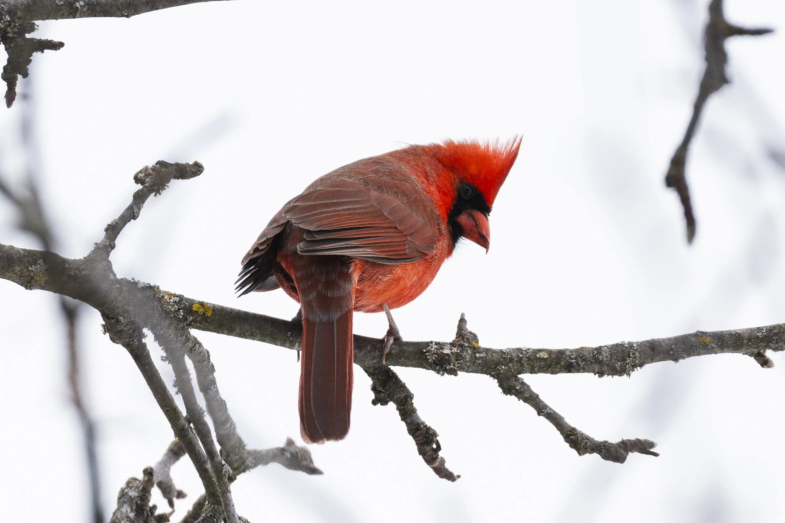 Northern Cardinal Camp Kawartha.jpg