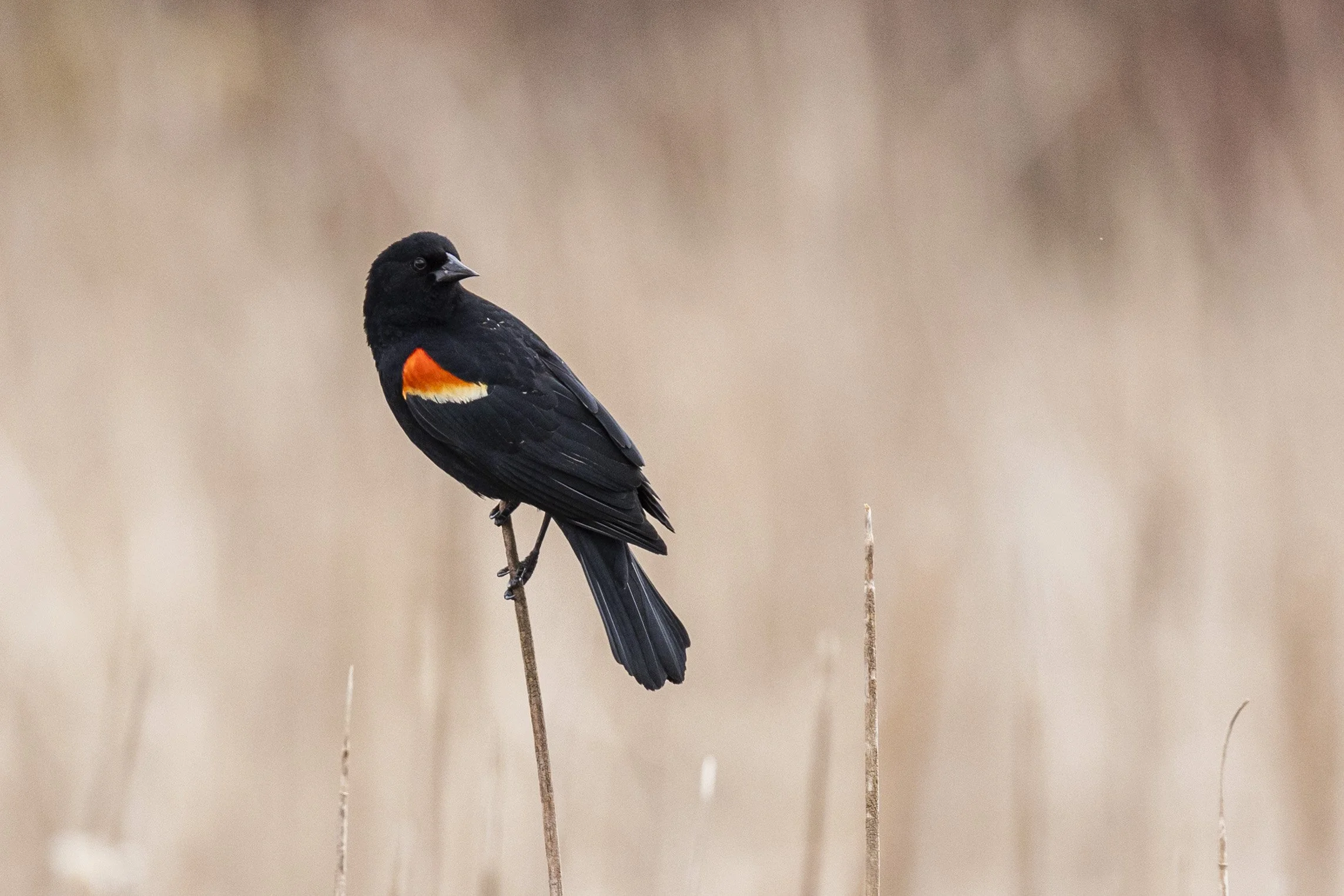 20250409, Otonabee River, Peterborough - A Red-winged Blackbird perched on a broken cattail stem