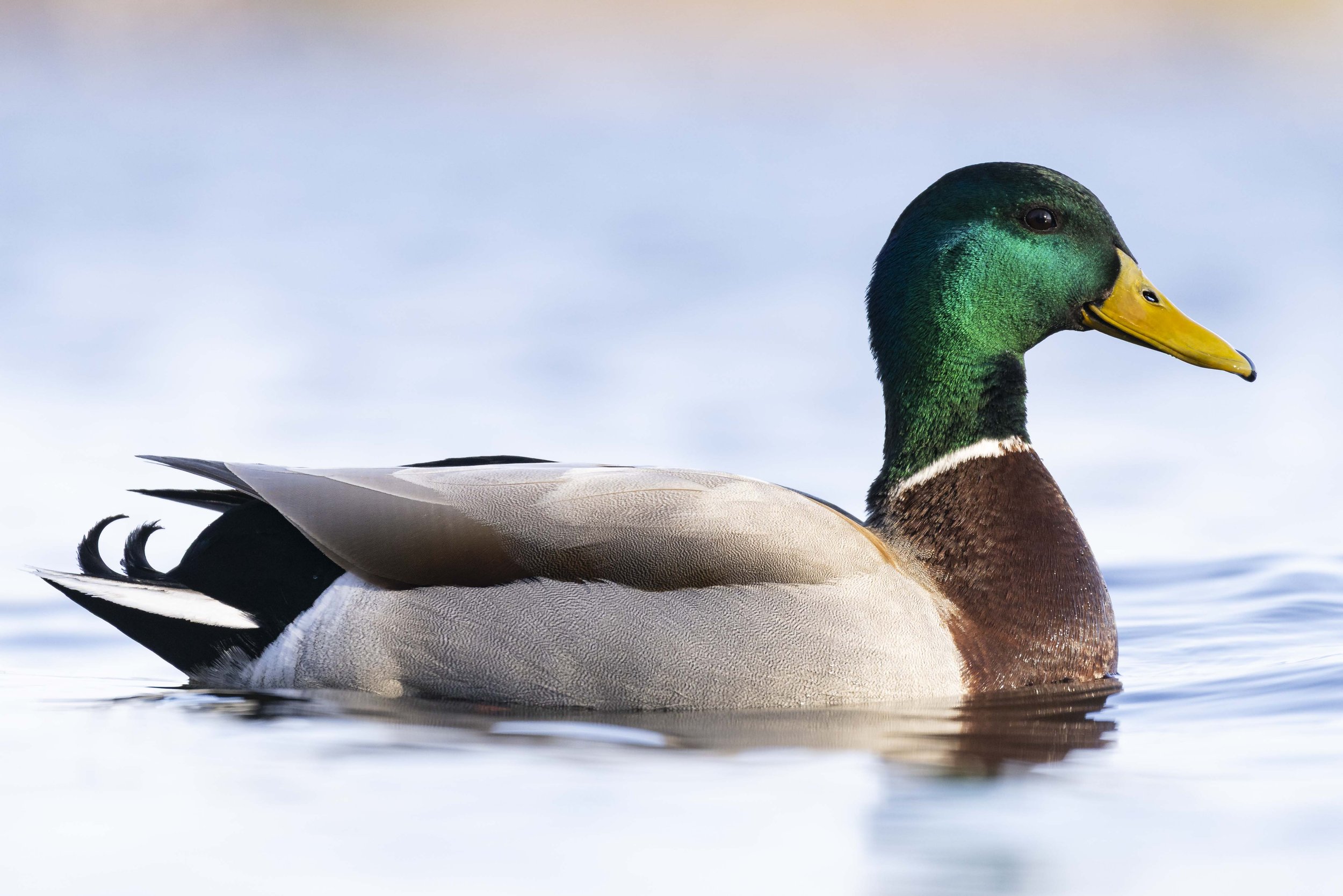 Mallard Duck Peterborough.jpg