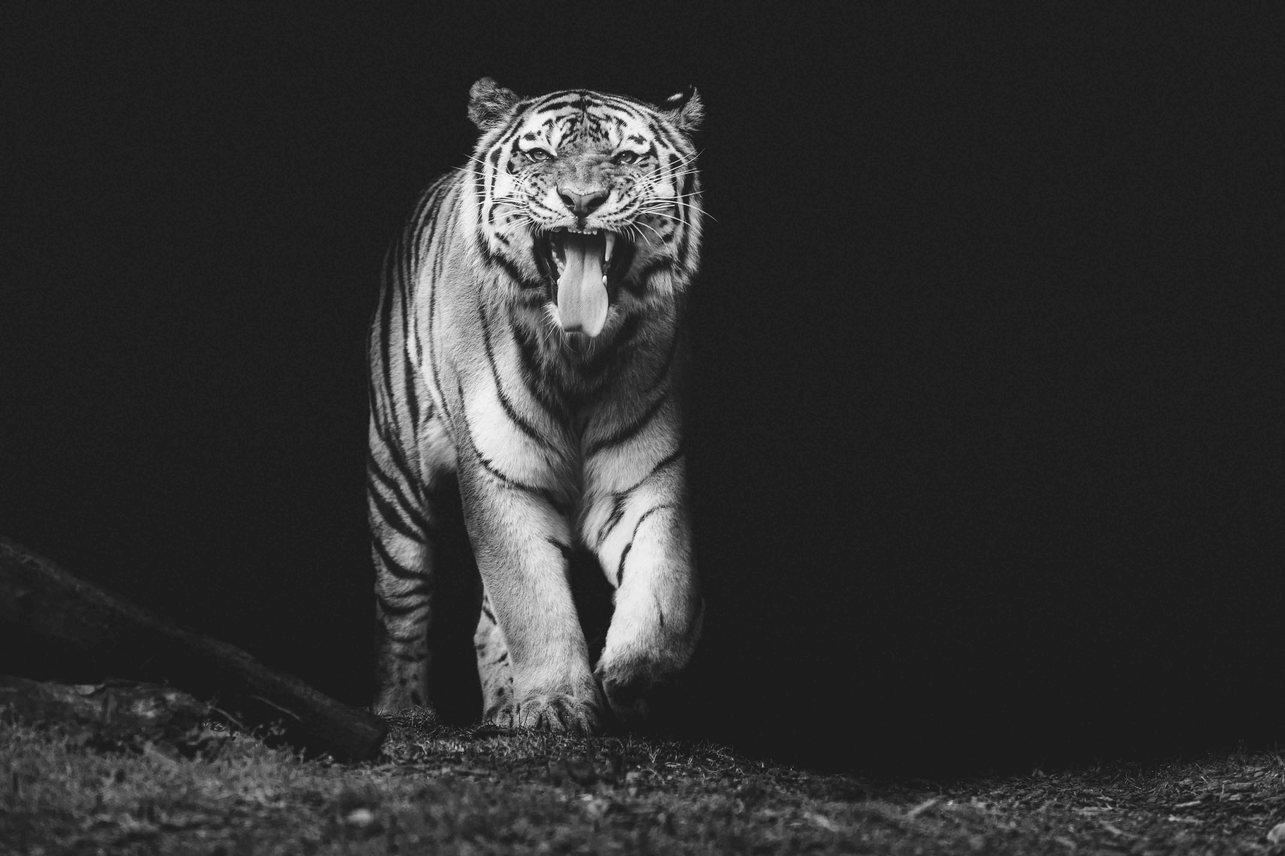 20230924, Toronto Zoo, Toronto - An Amur Tiger opens it's mouth as zookeepers walk by with it's meal