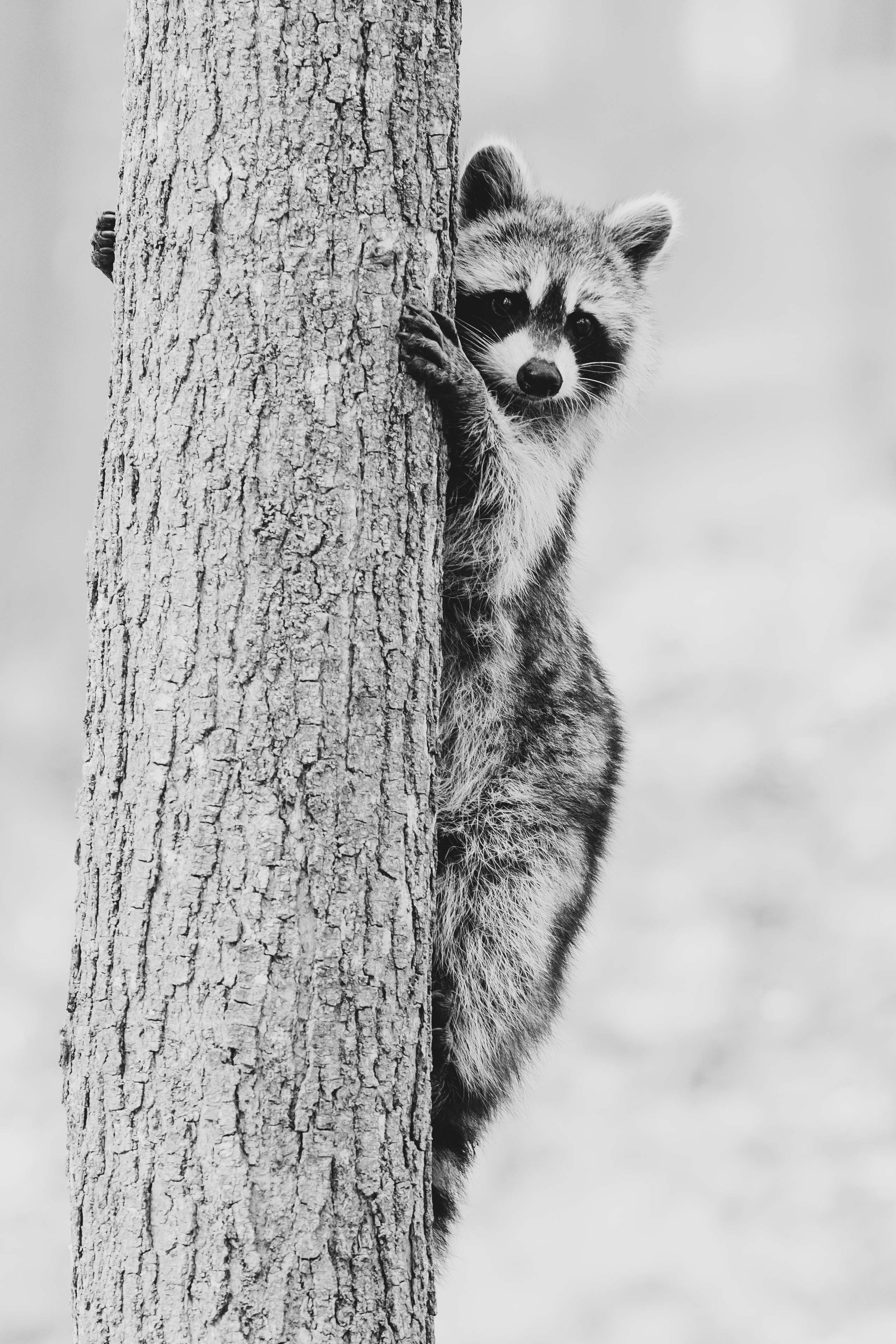 20240516, Murphy's Point Provincial Park, Perth - A Raccoon rests while climbing a tree