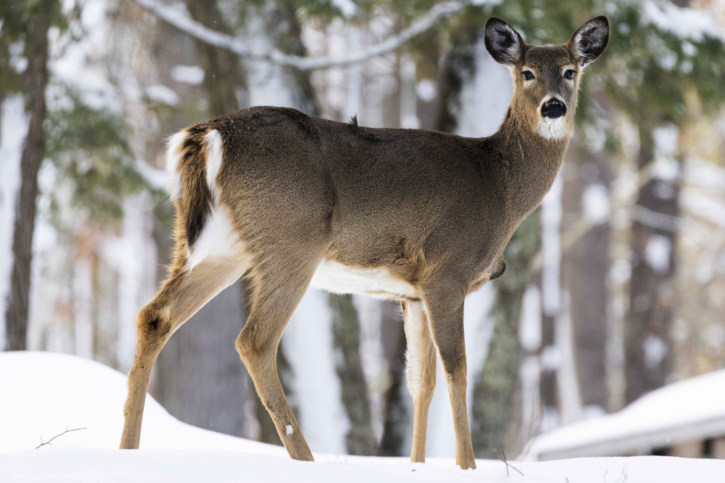 White-Tailed Deer Eels Creek.jpg