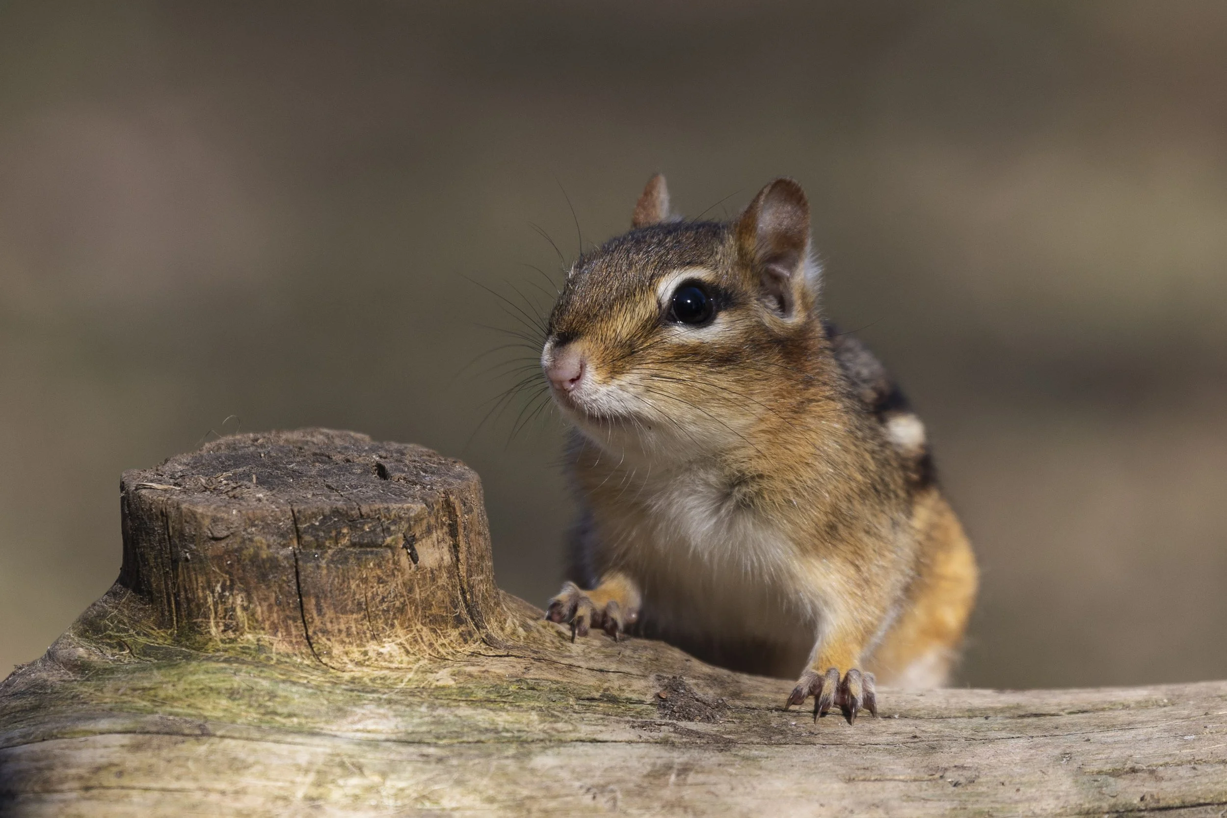 20250413, Camp Kawartha, Peterborough - A Chipmunk peers over a downed log