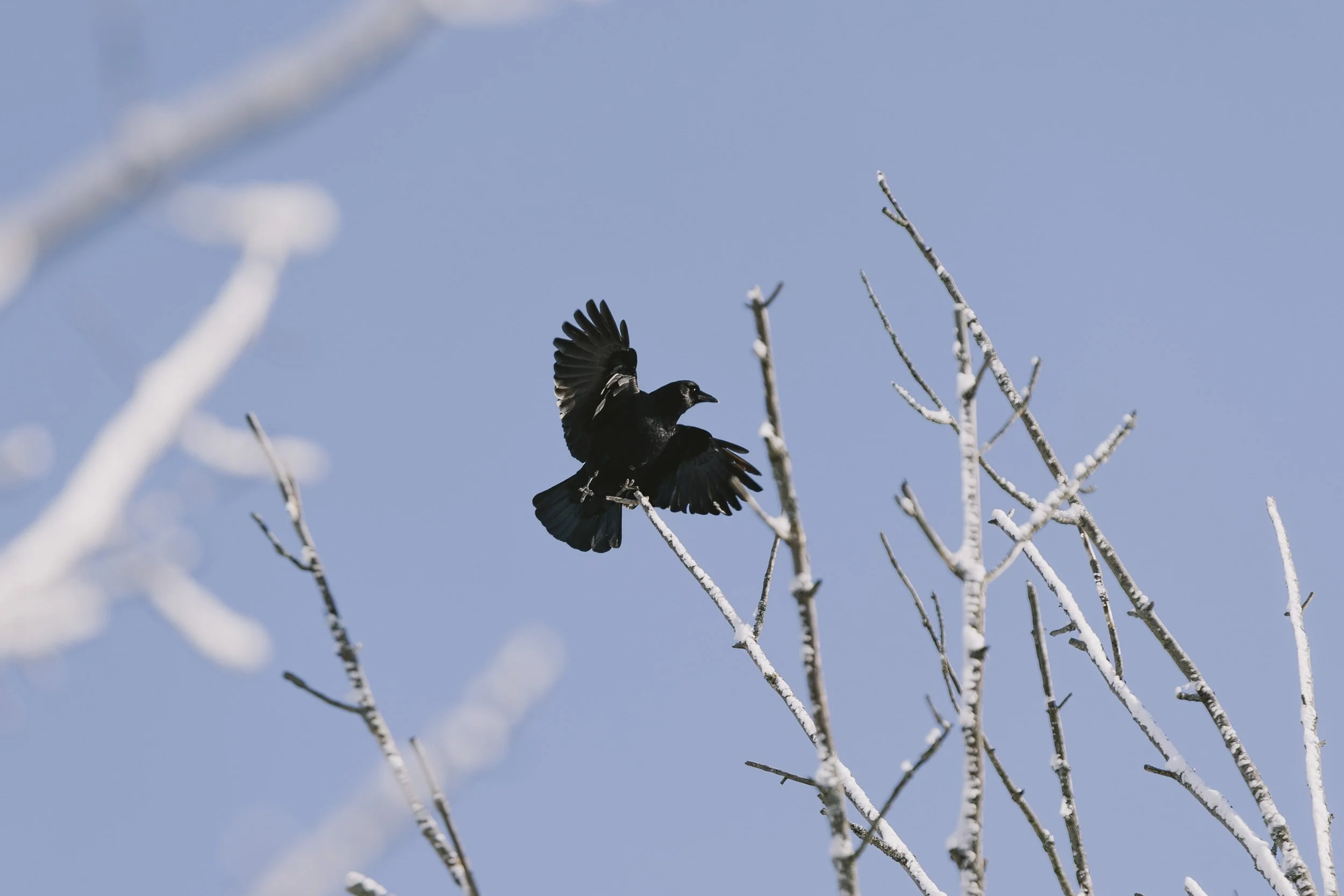 20220212, Lady Eaton Drumlin Nature Area Peterborough - An American Crow mid-takeoff