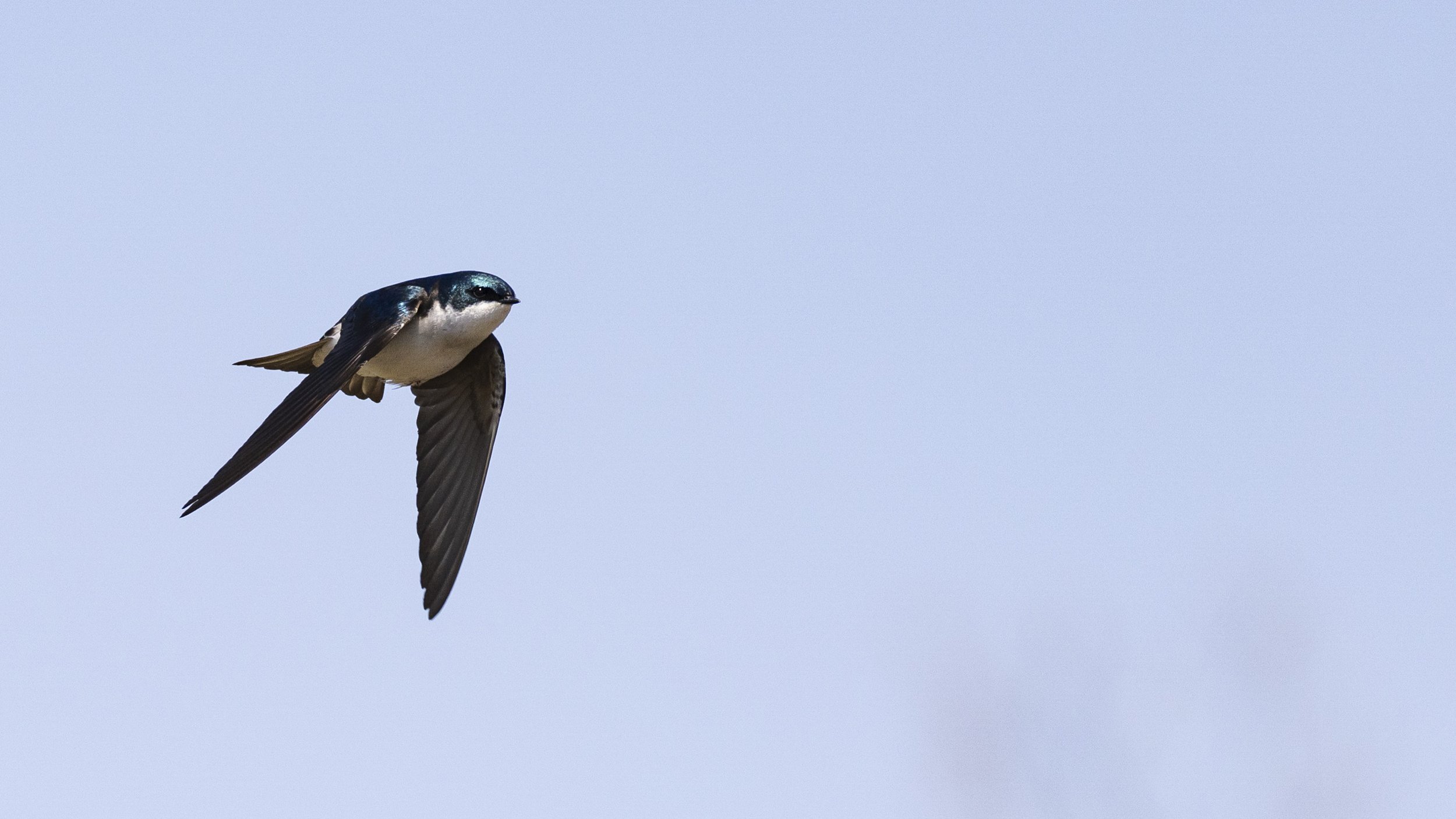 Tree Swallow Lakefield.jpg