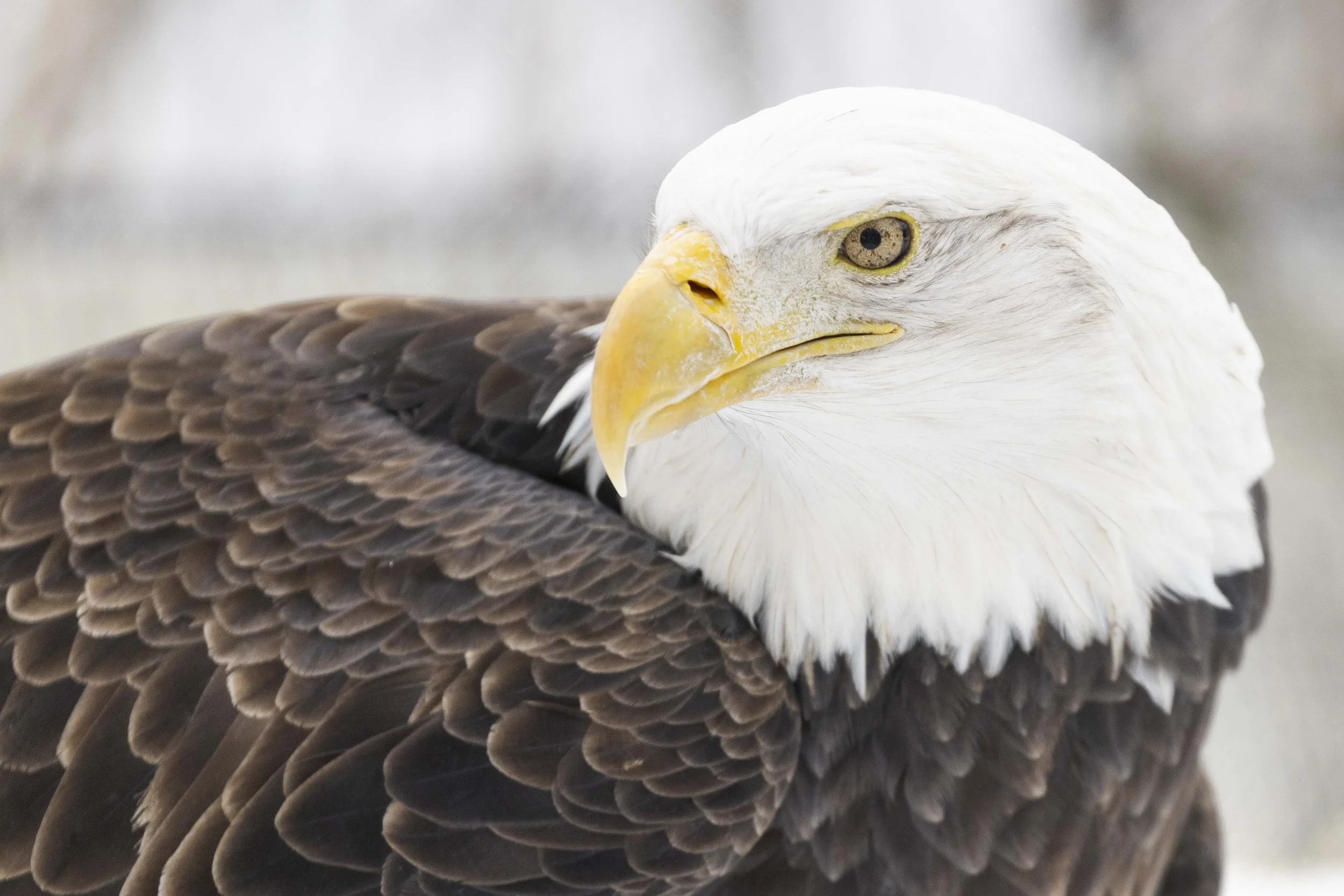 Bald Eagle Toronto Zoo.jpg
