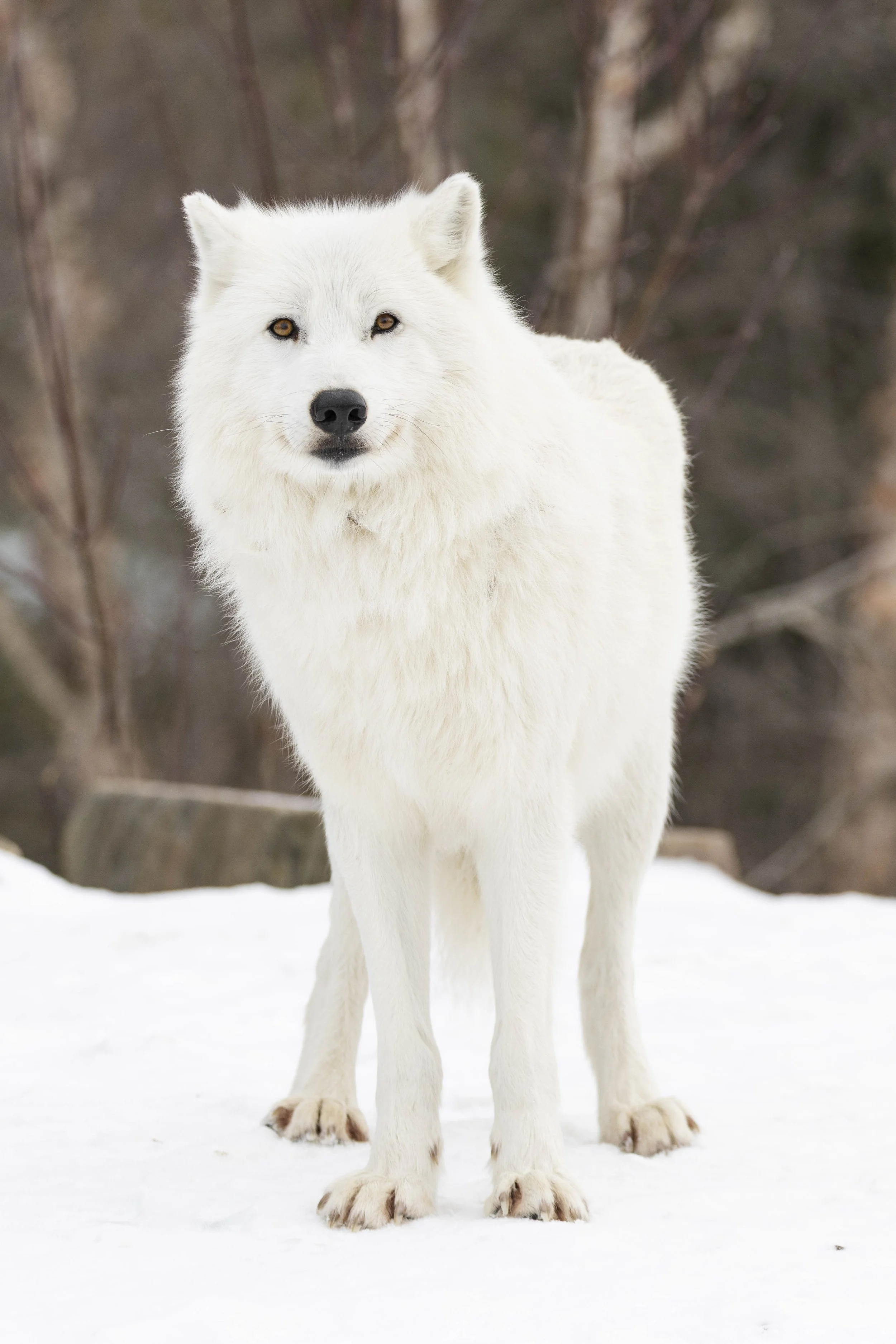 Arctic Wolf Toronto Zoo.jpg