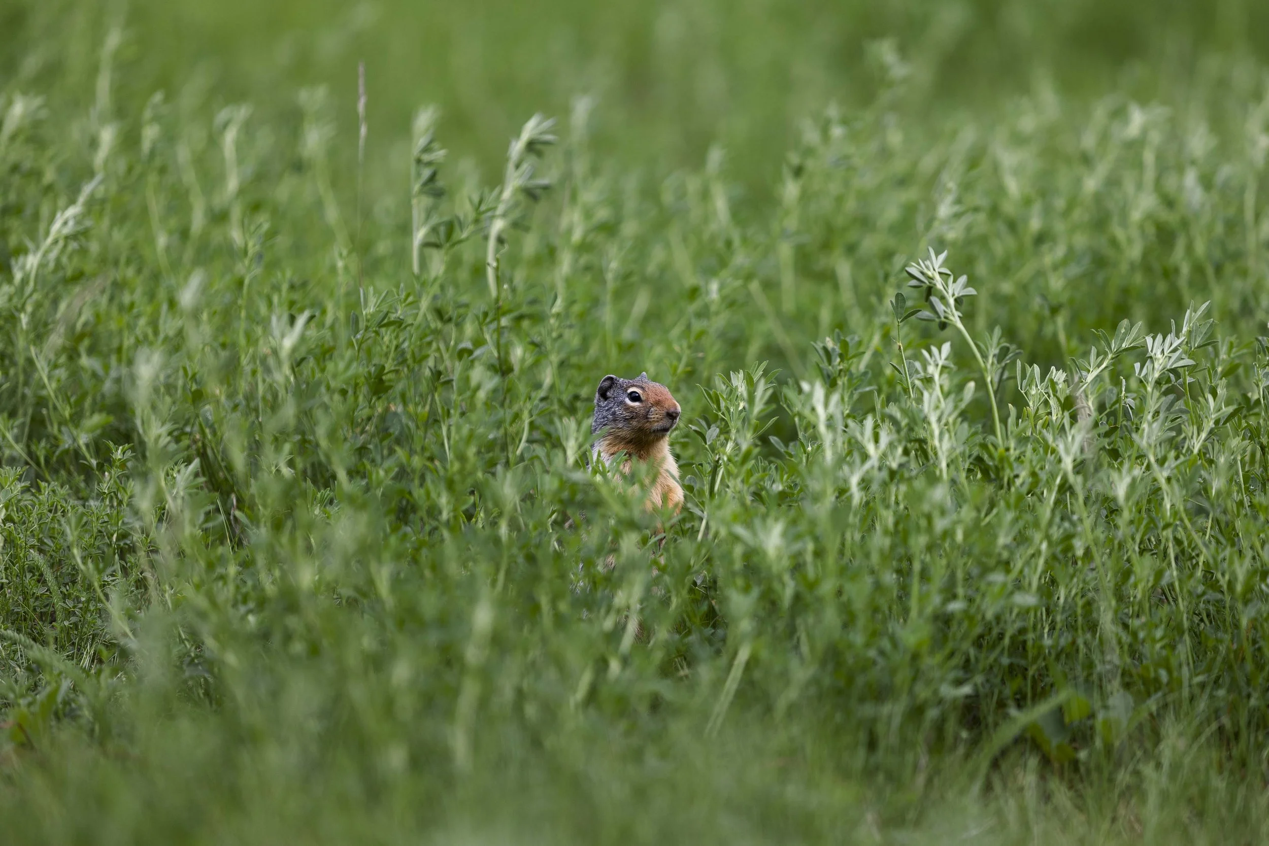 20230706, Mount Norquay, Banff - A Prairie Dog pokes it's head out of the tall grass