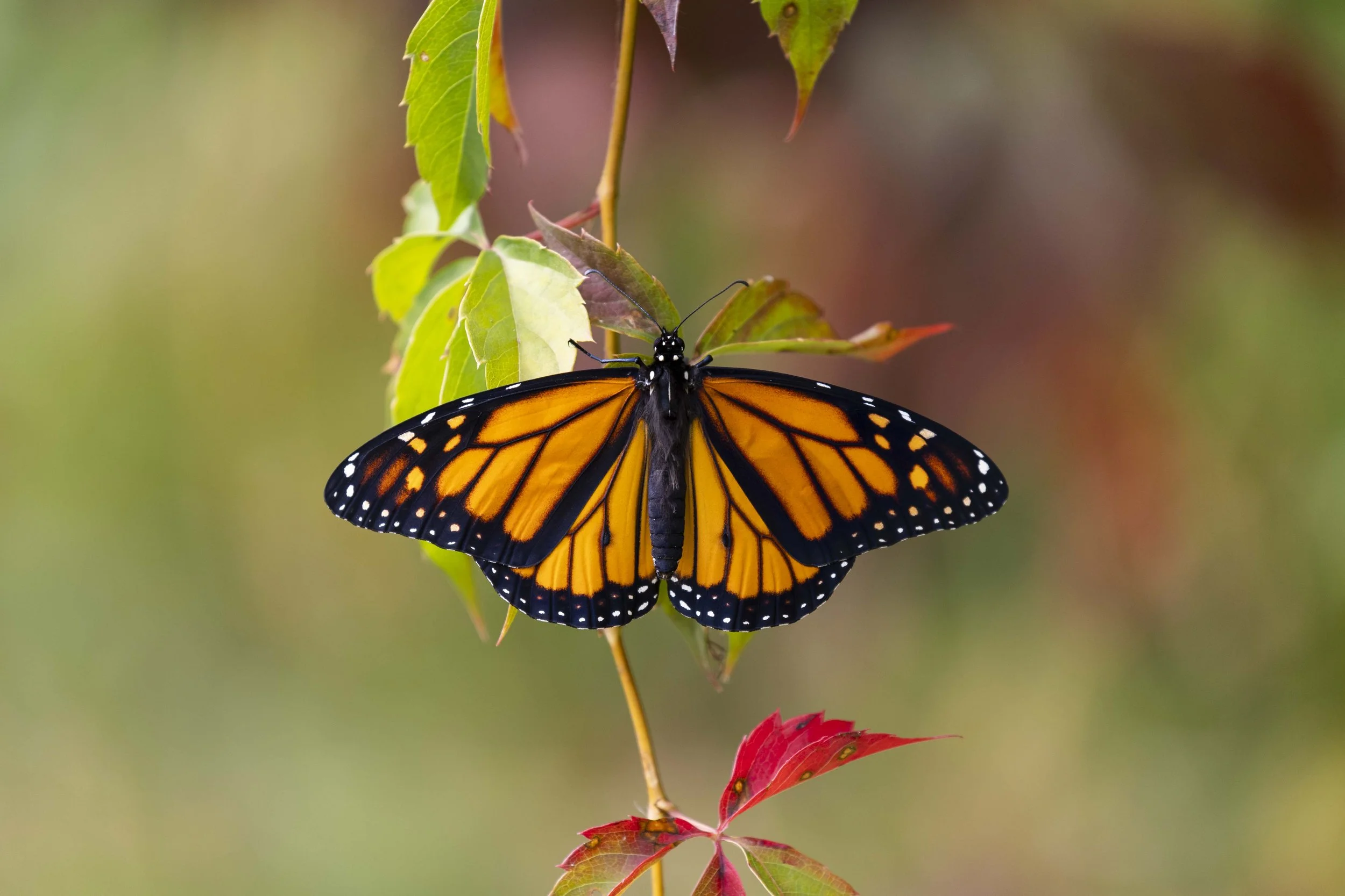 Monarch Butterfly Toronto Zoo.jpg