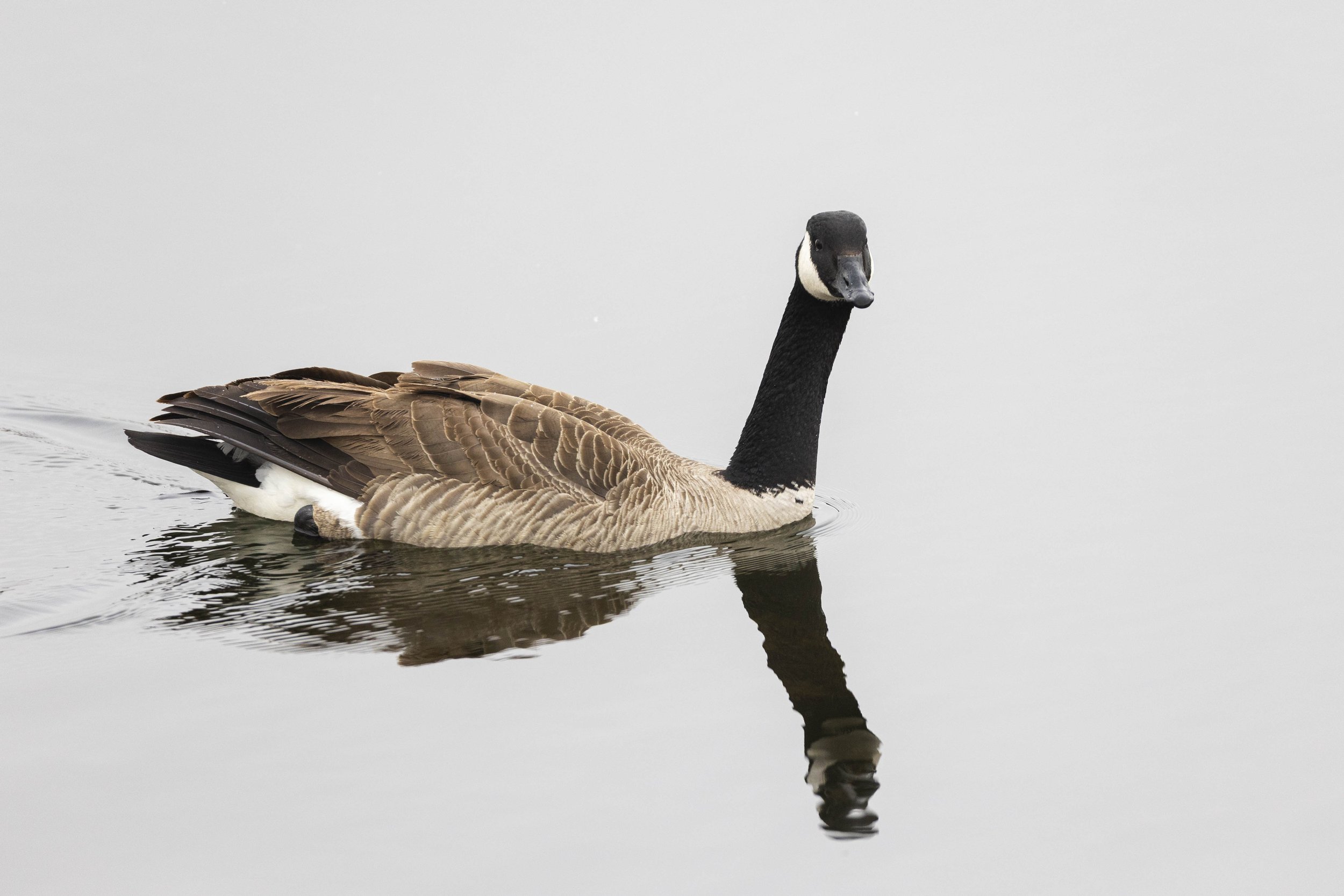 20250409, Otonabee River, Peterborough - A Canadian Goose swims through the shallows