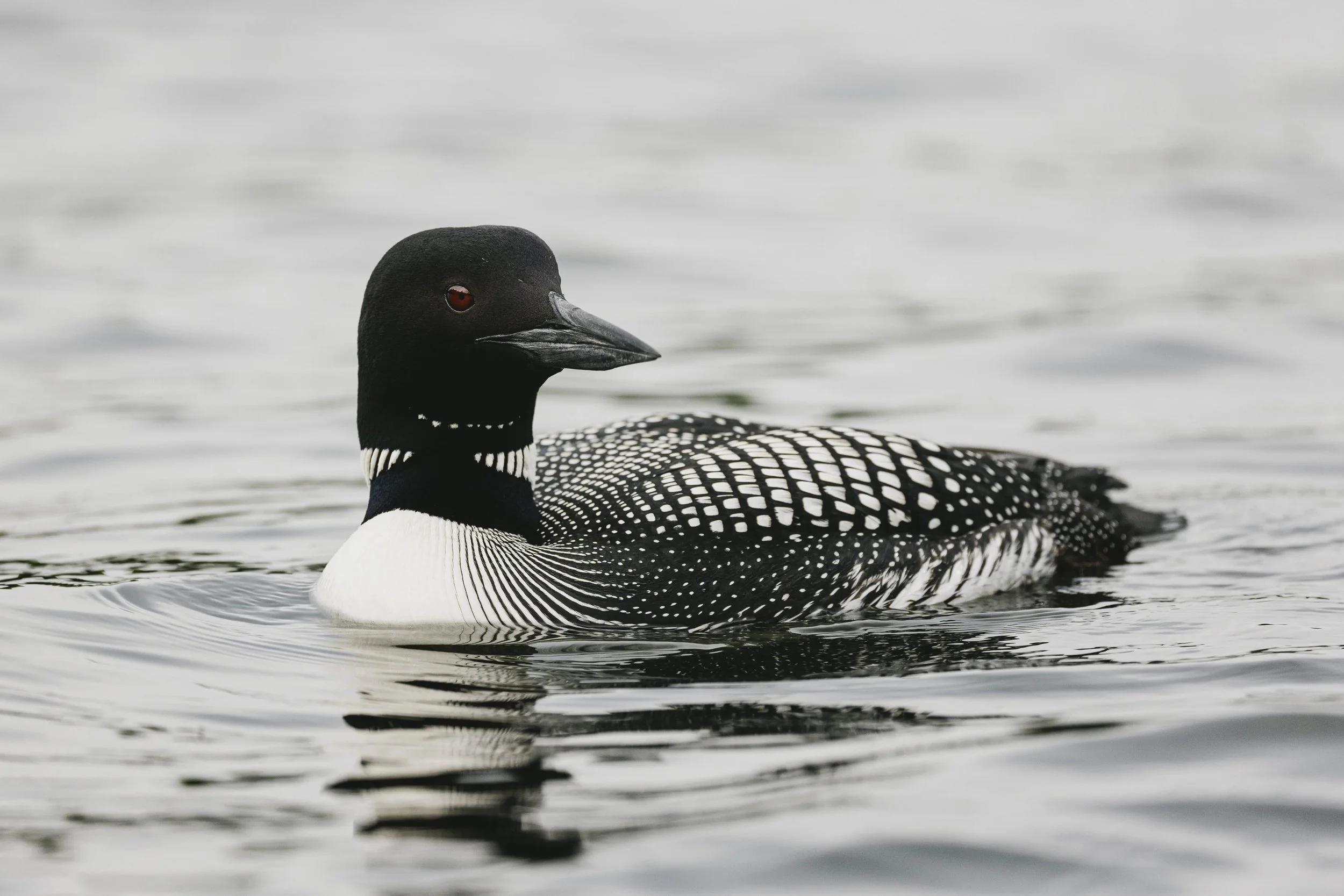 Common Loon Shadow Lake.jpg