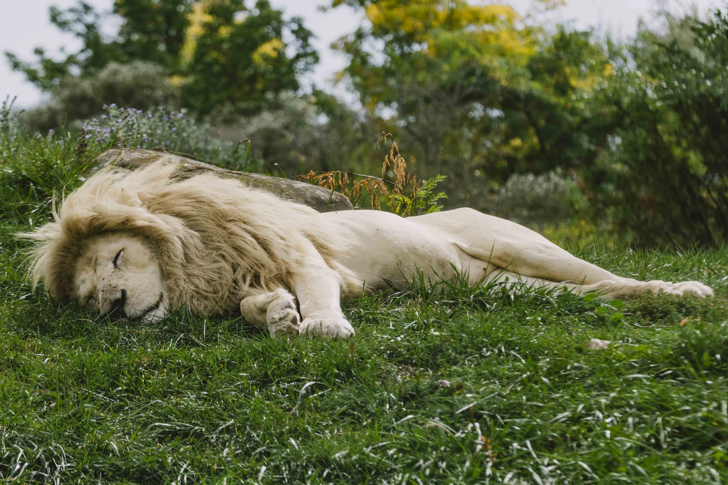 African Lion napping Toronto Zoo.jpg