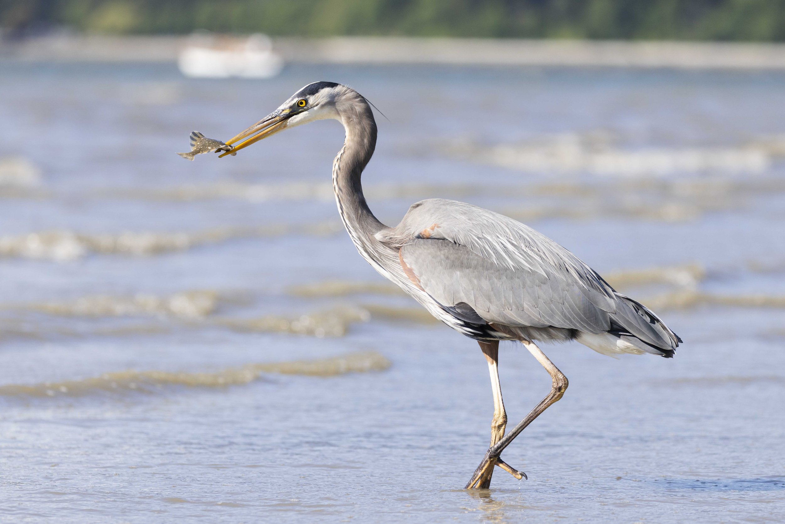 Great Blue Heron Vancouver.jpg