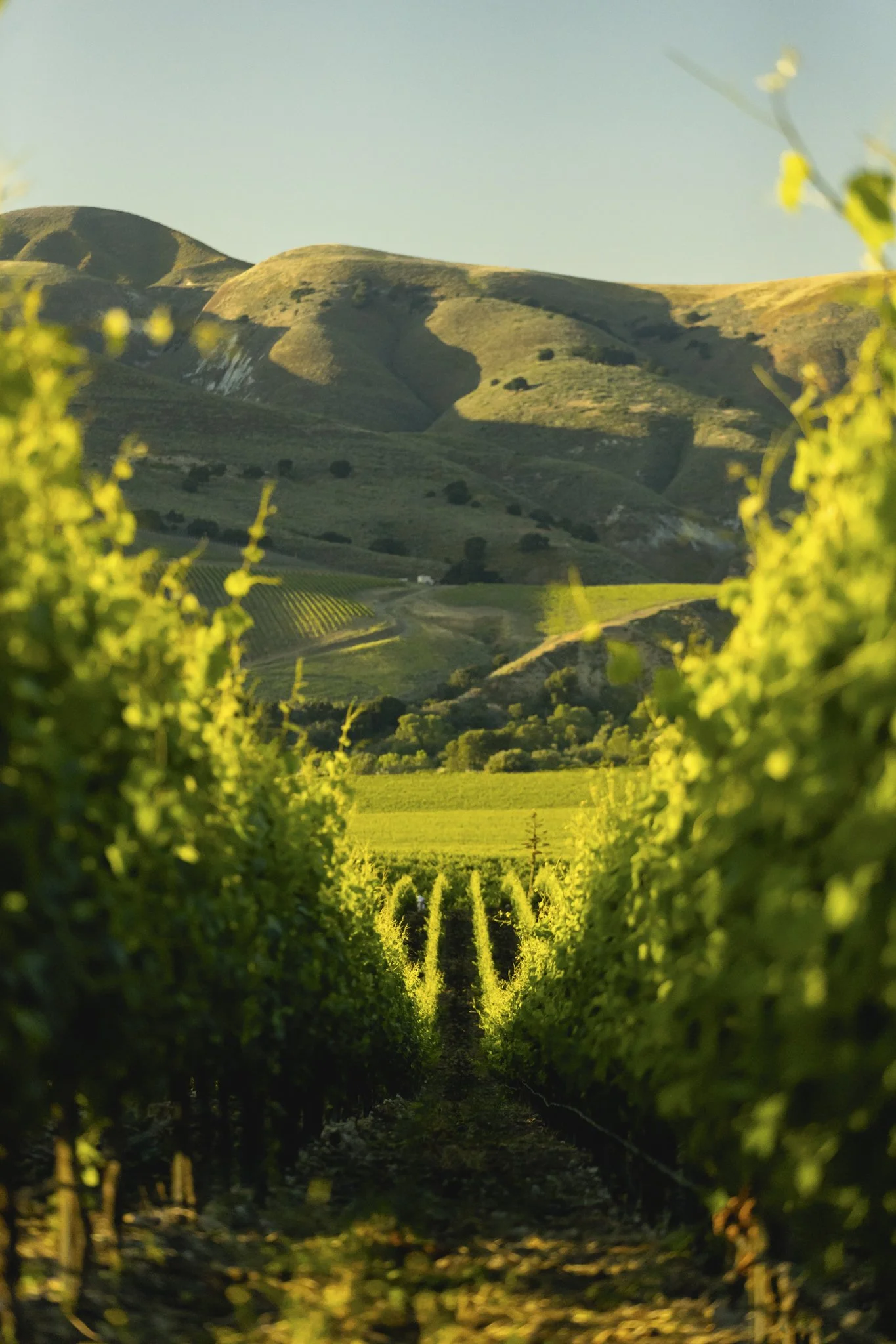 wildly simple productions_napa_sonoma_video_photo_050.jpg