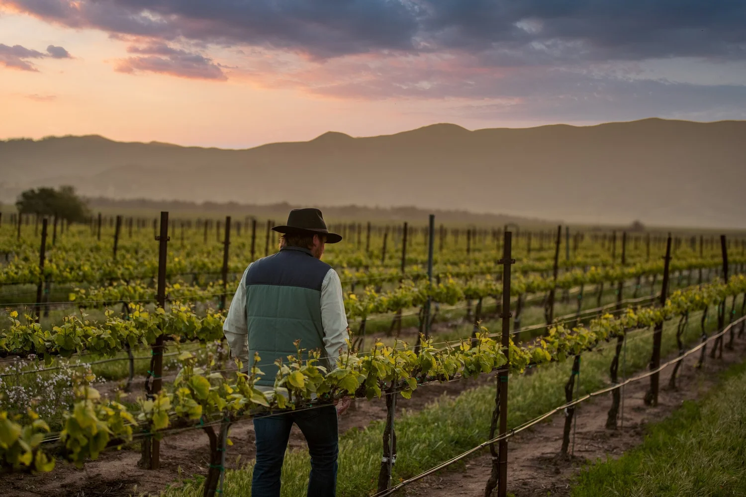 Walking through vineyard rows at sunset